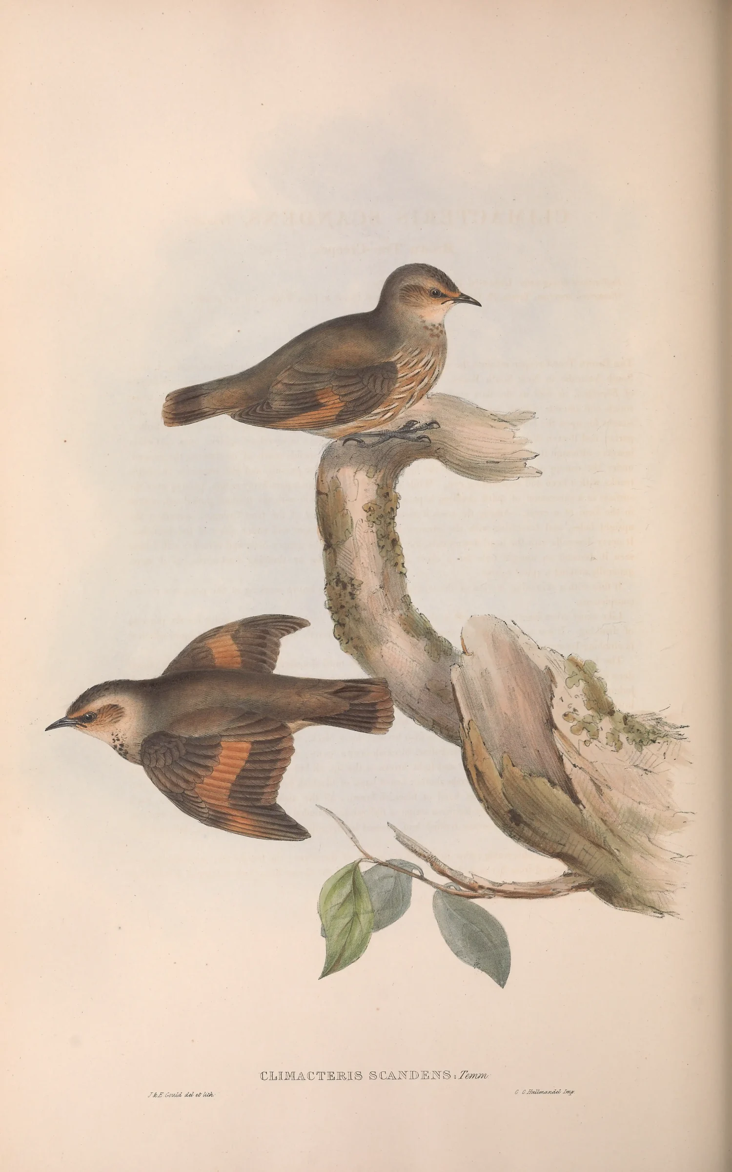 Historical bird plate: Brown Treecreeper
