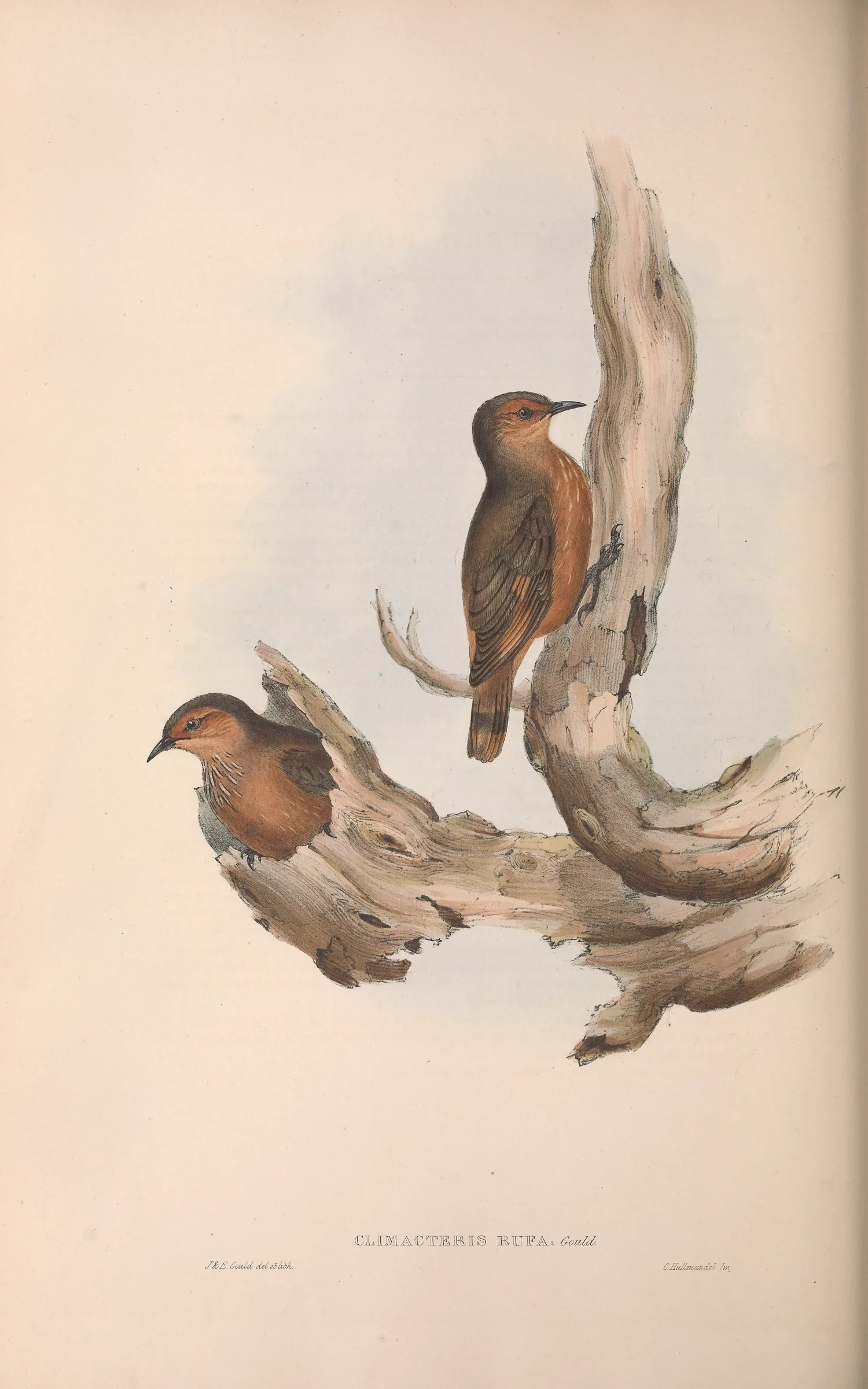 Historical bird plate: Rufous Treecreeper