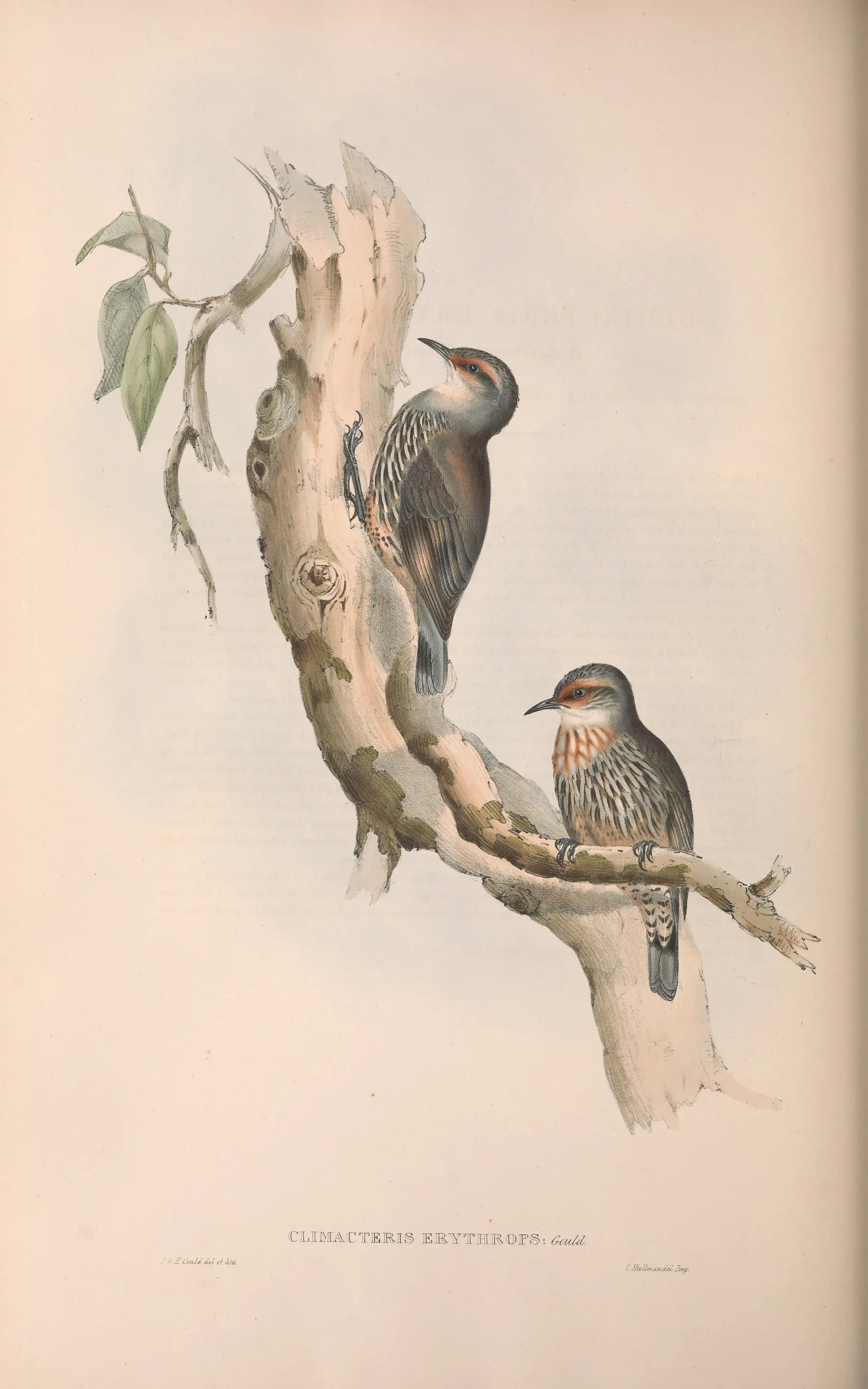 Historical bird plate: Red-browed Treecreeper