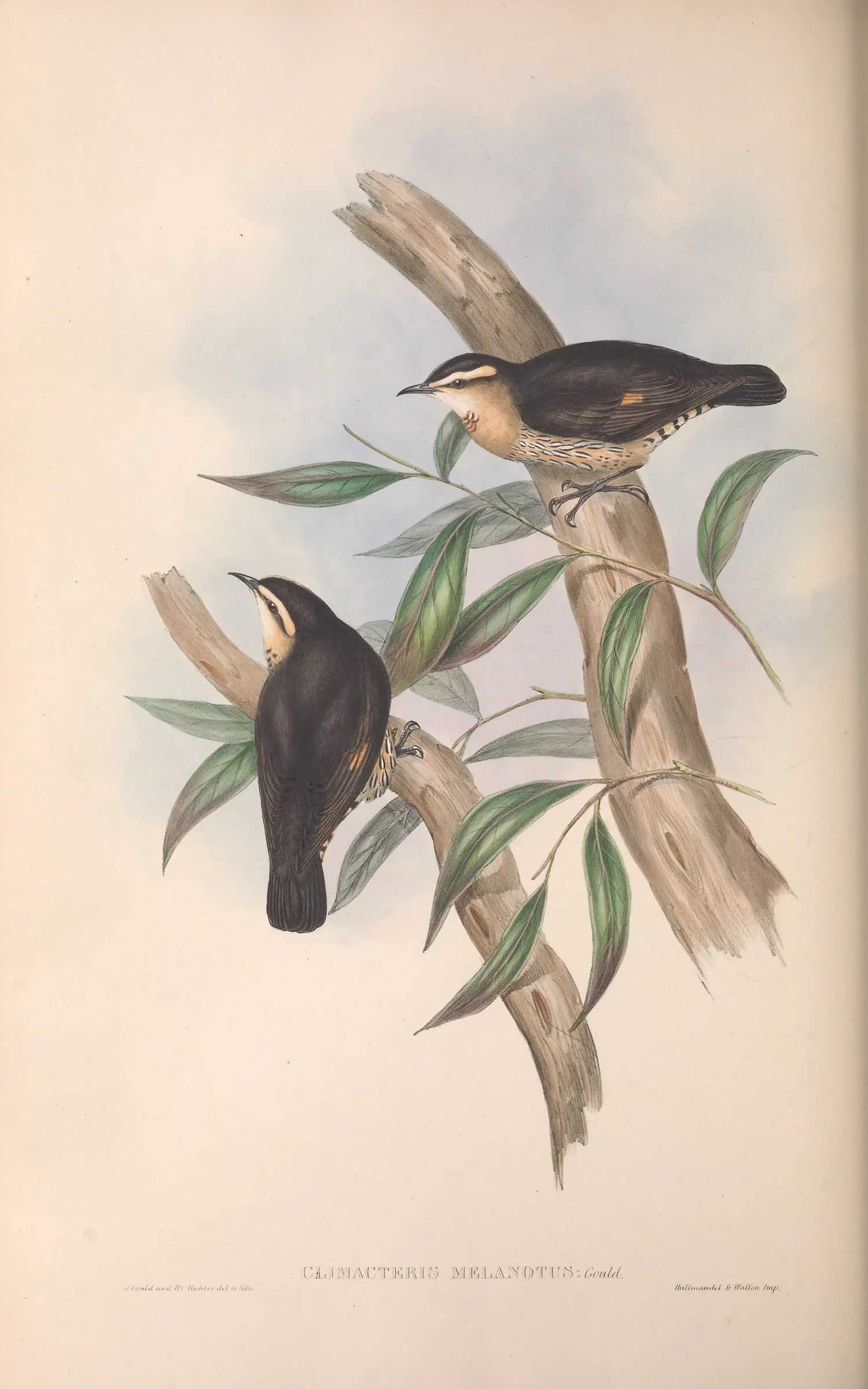 Historical bird plate: Brown Treecreeper