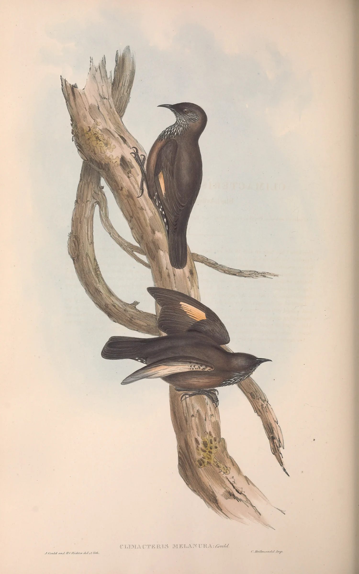 Historical bird plate: Black-tailed Treecreeper