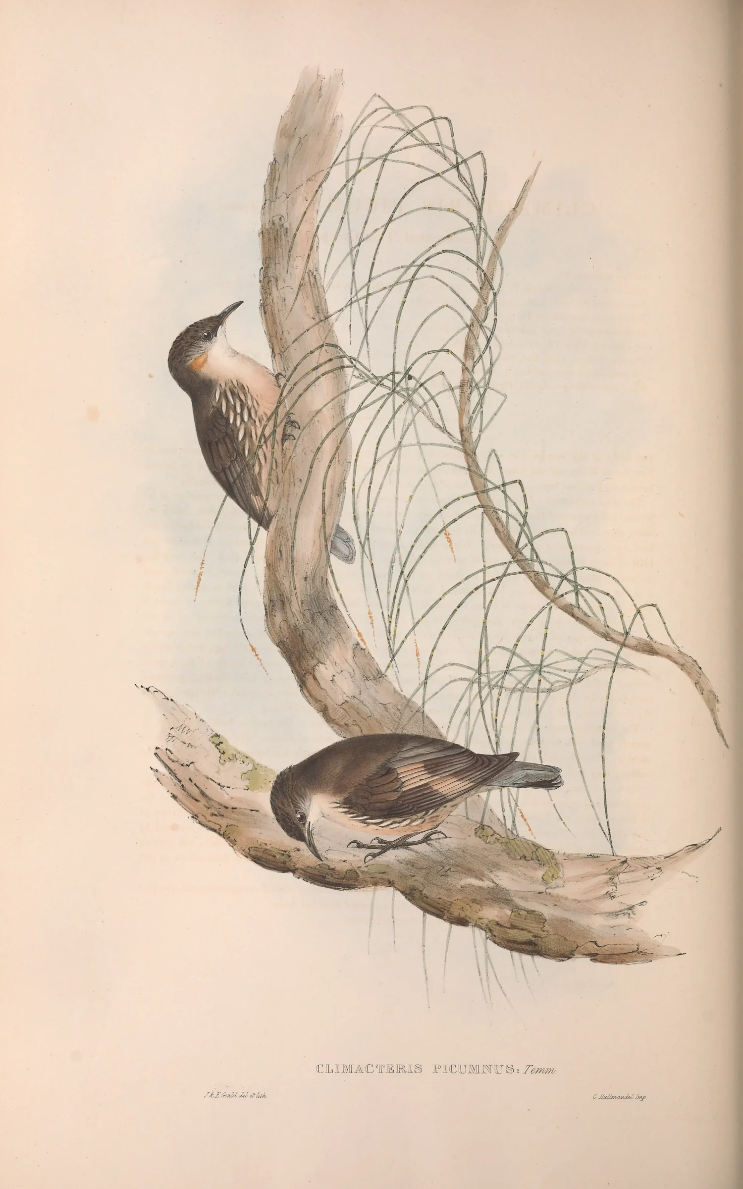 Historical bird plate: Brown Treecreeper