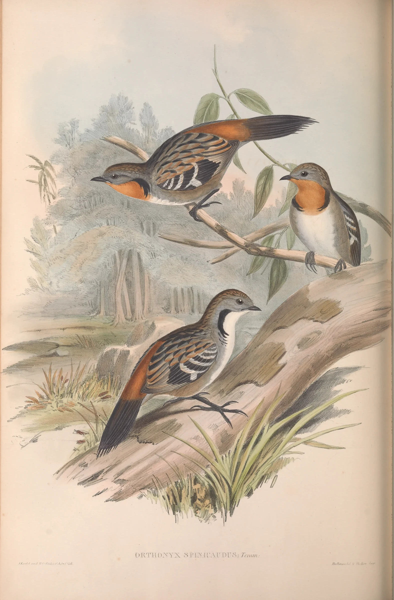 Historical bird plate: Australian Logrunner