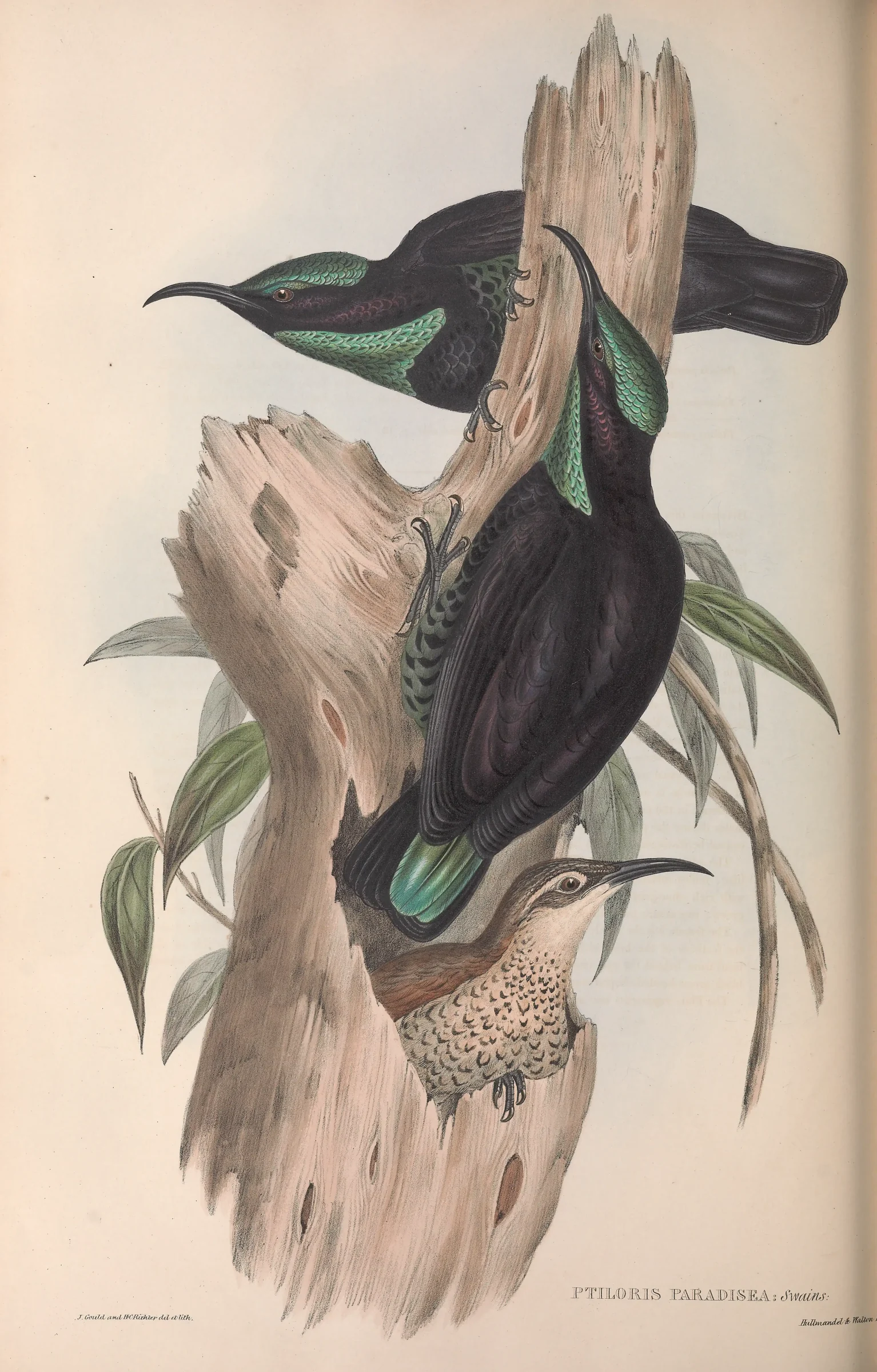 Historical bird plate: Paradise Riflebird