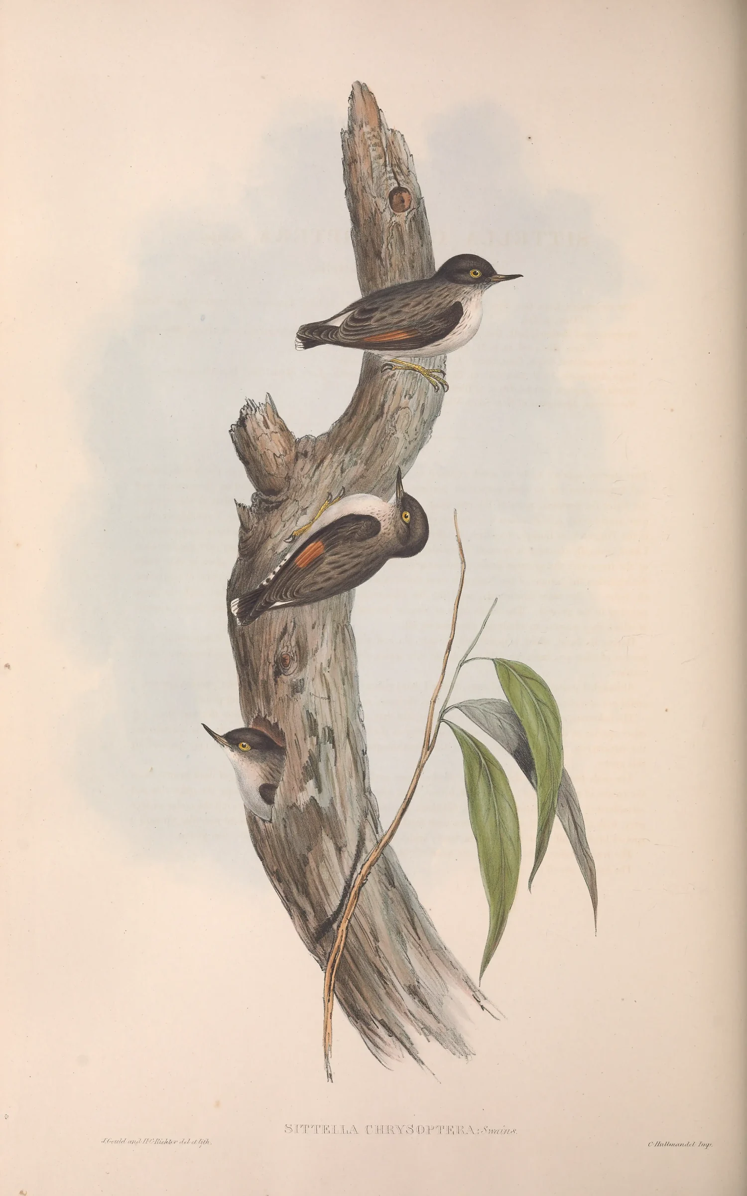 Historical bird plate: Varied Sittella