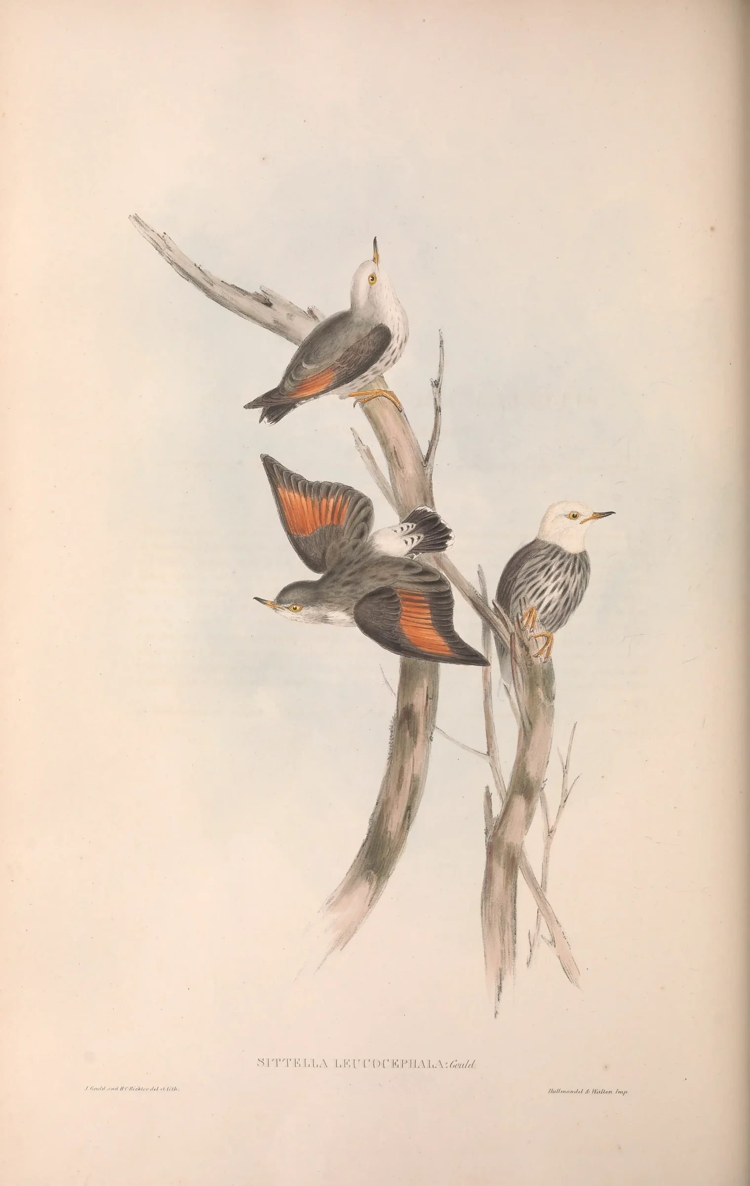 Historical bird plate: Varied Sittella