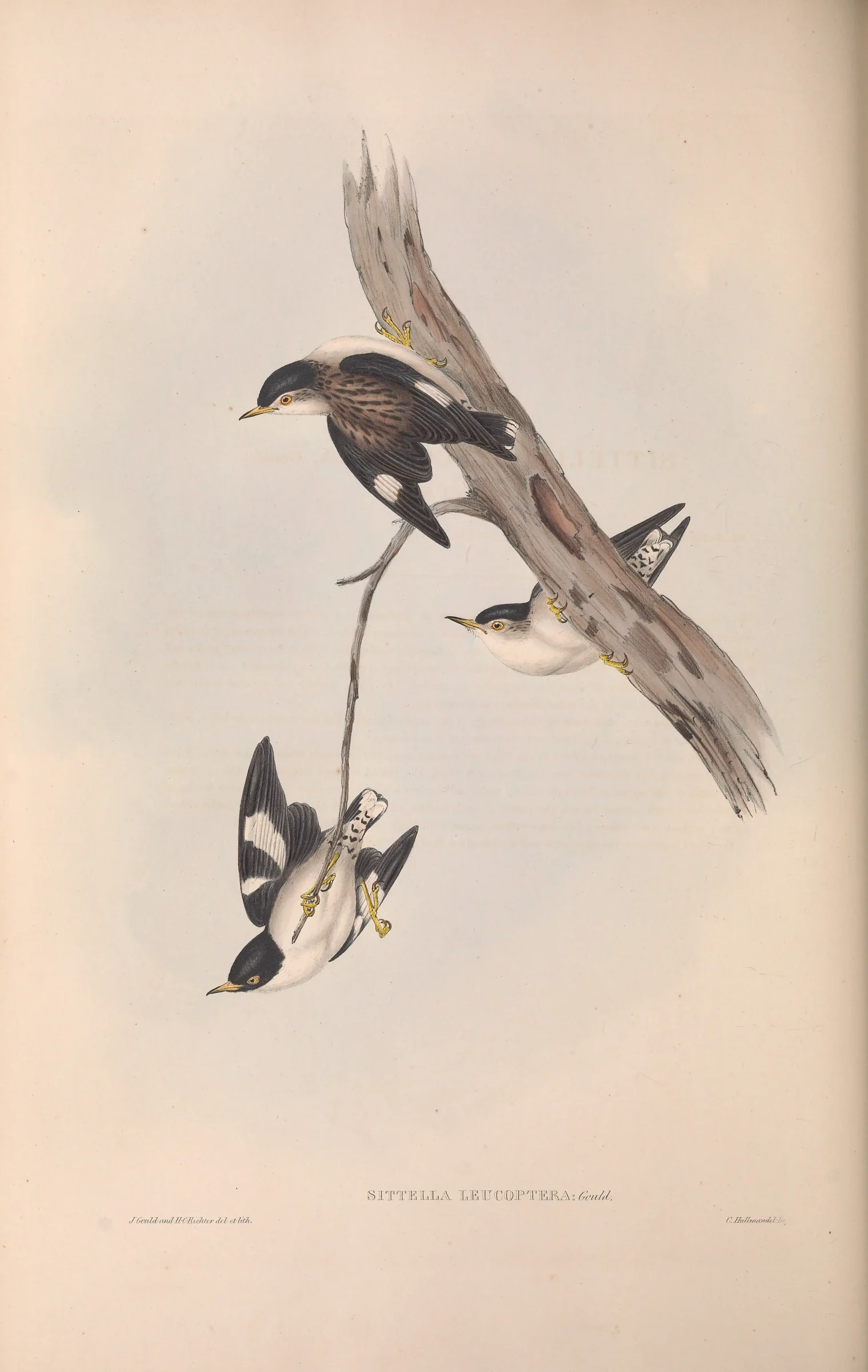 Historical bird plate: Varied Sittella