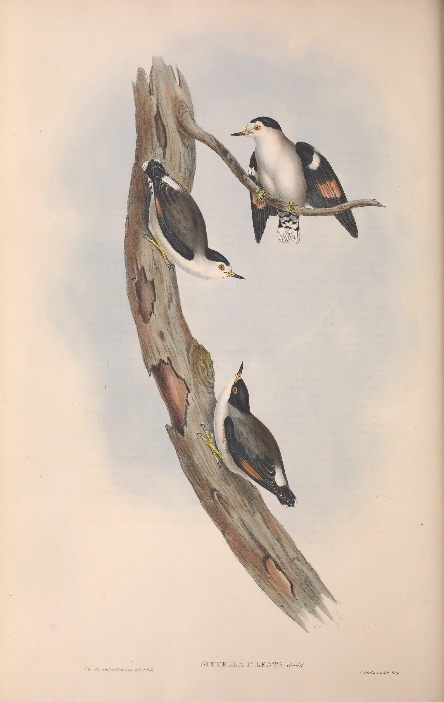 Historical bird plate: Varied Sittella