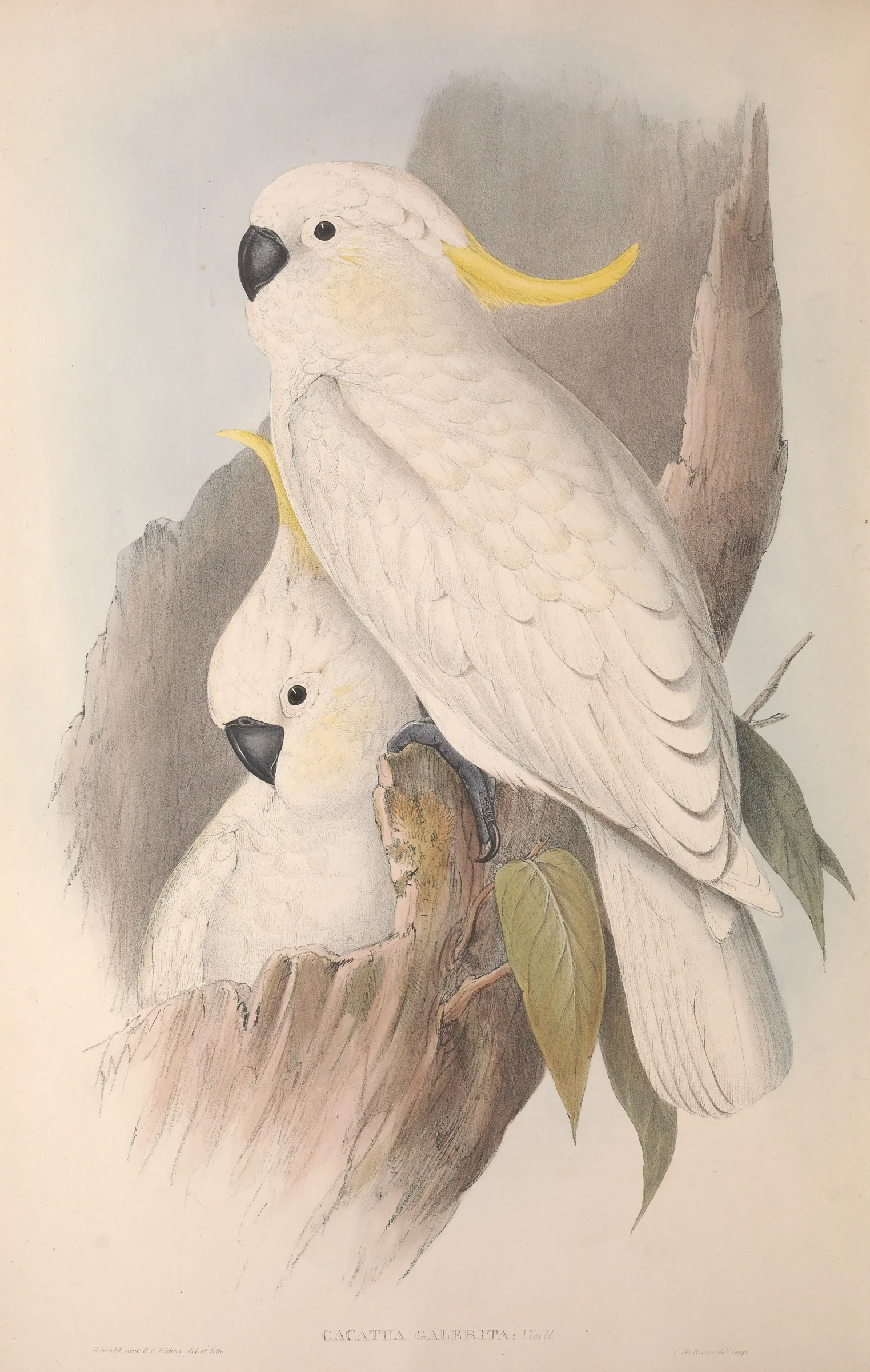 Historical bird plate: Sulphur-crested Cockatoo