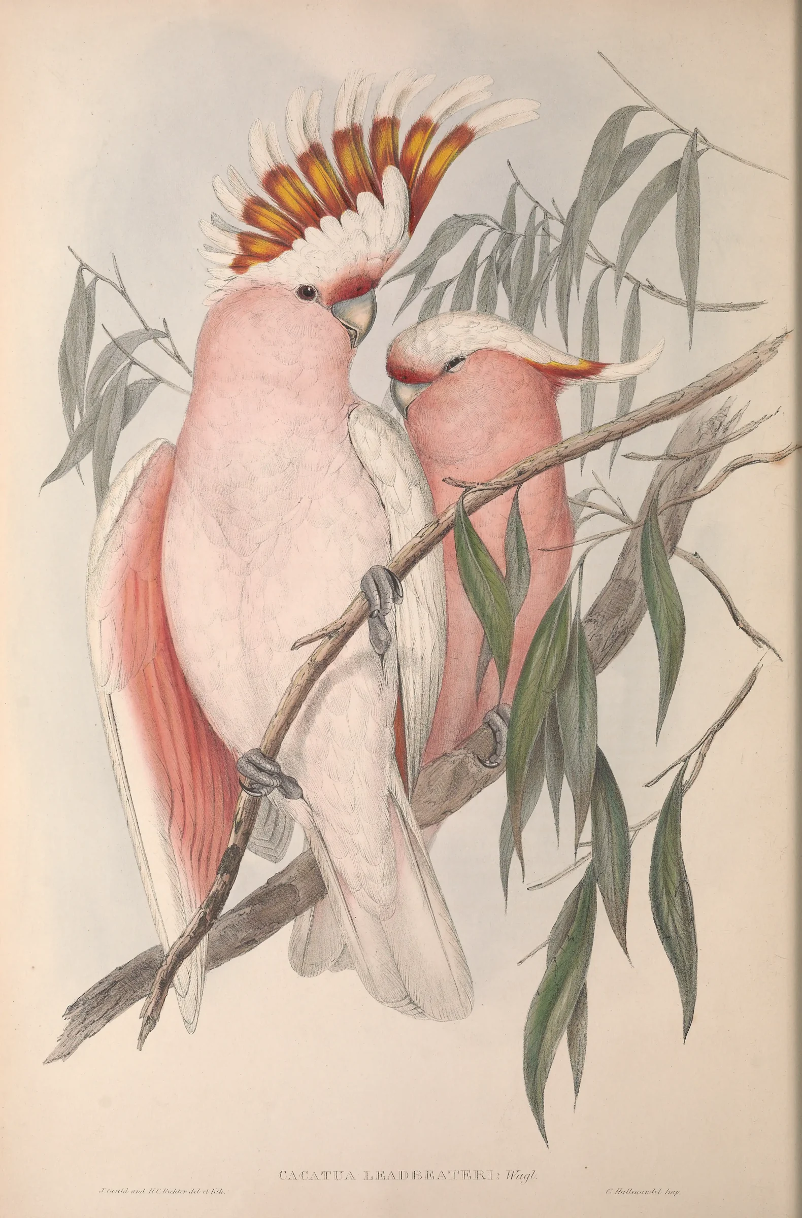 Historical bird plate: Pink Cockatoo