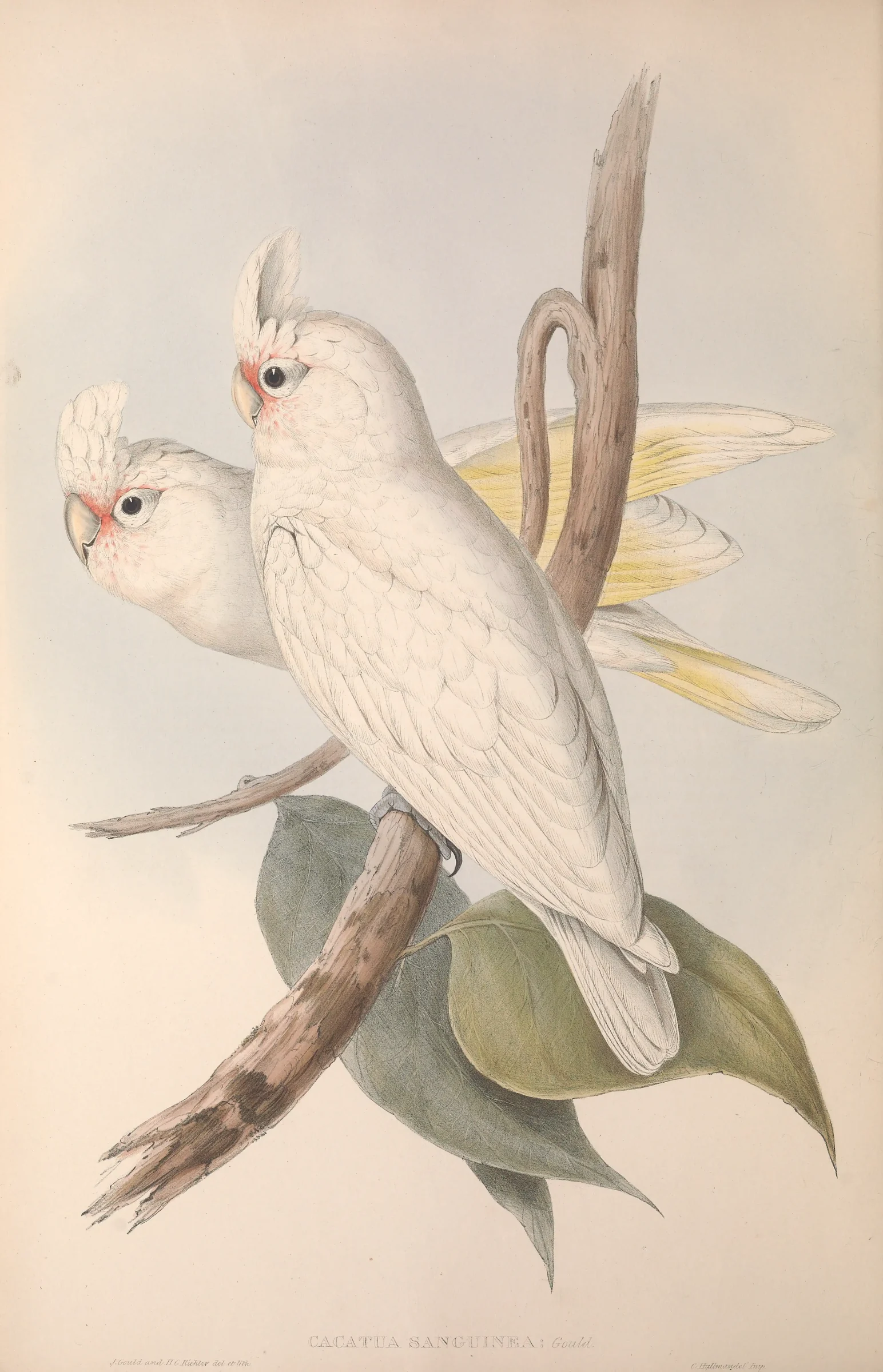 Historical bird plate: Little Corella