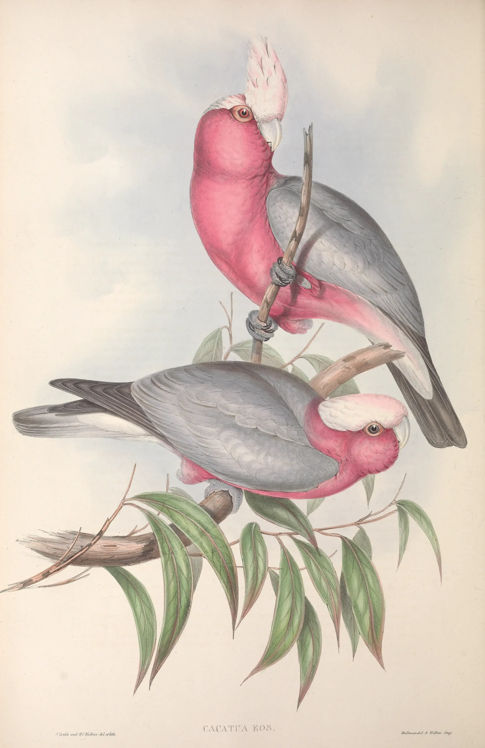 Historical bird plate: Galah