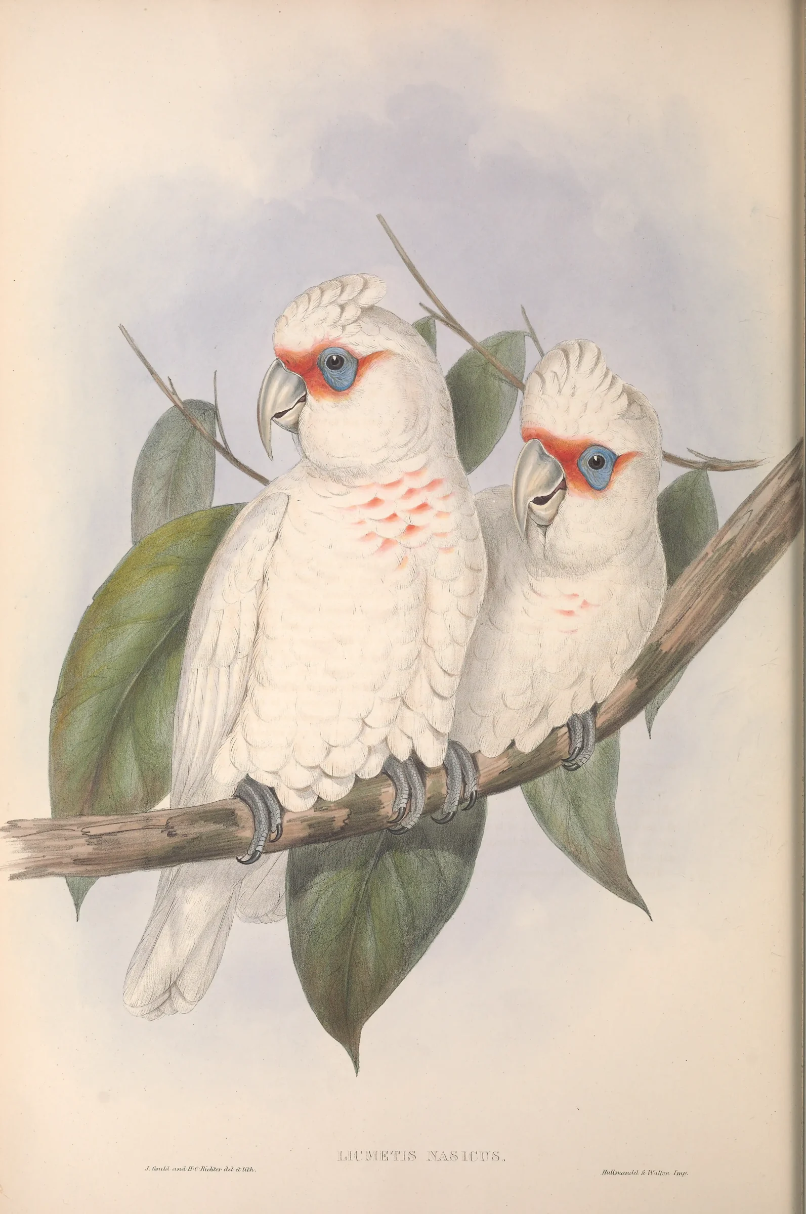 Historical bird plate: Long-billed Corella