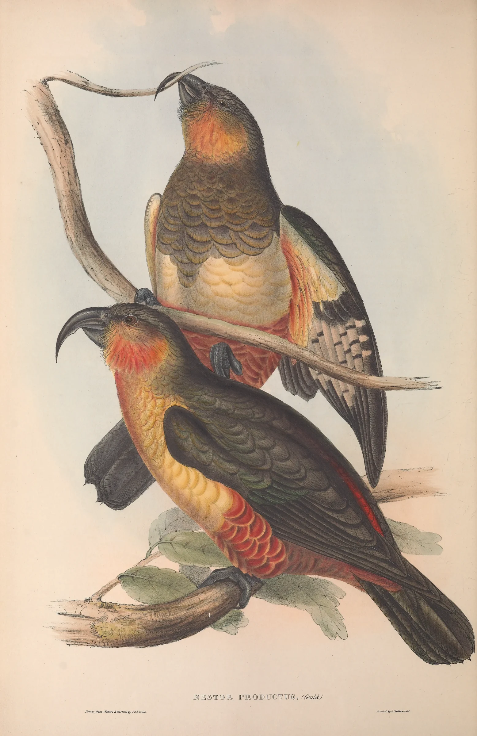 Historical bird plate: Norfolk Kaka