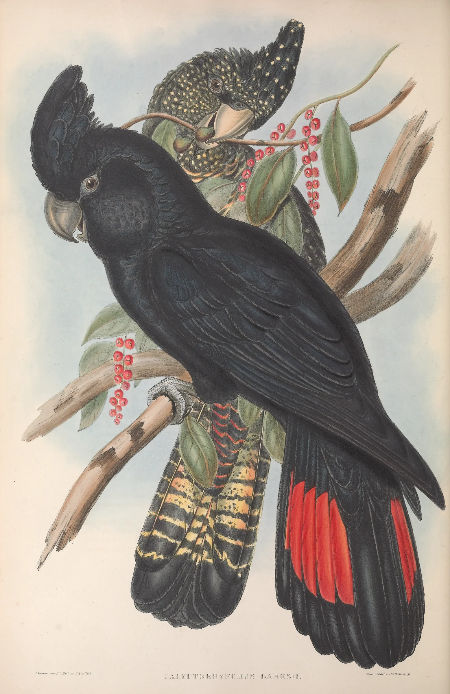 Historical bird plate: Red-tailed Black Cockatoo