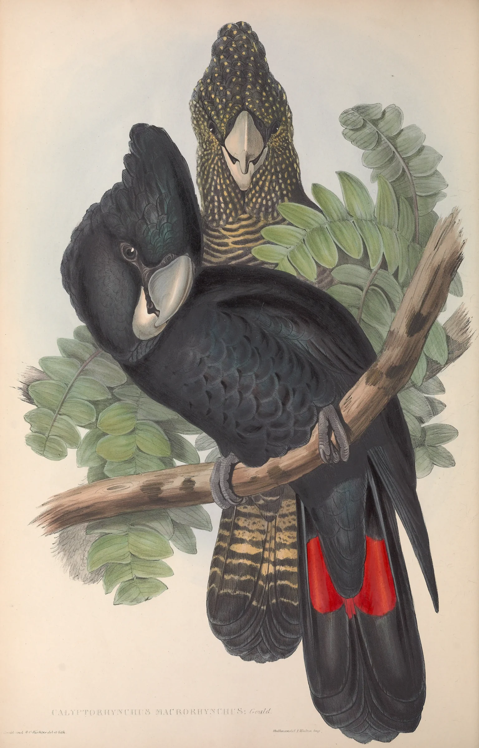 Historical bird plate: Red-tailed Black Cockatoo