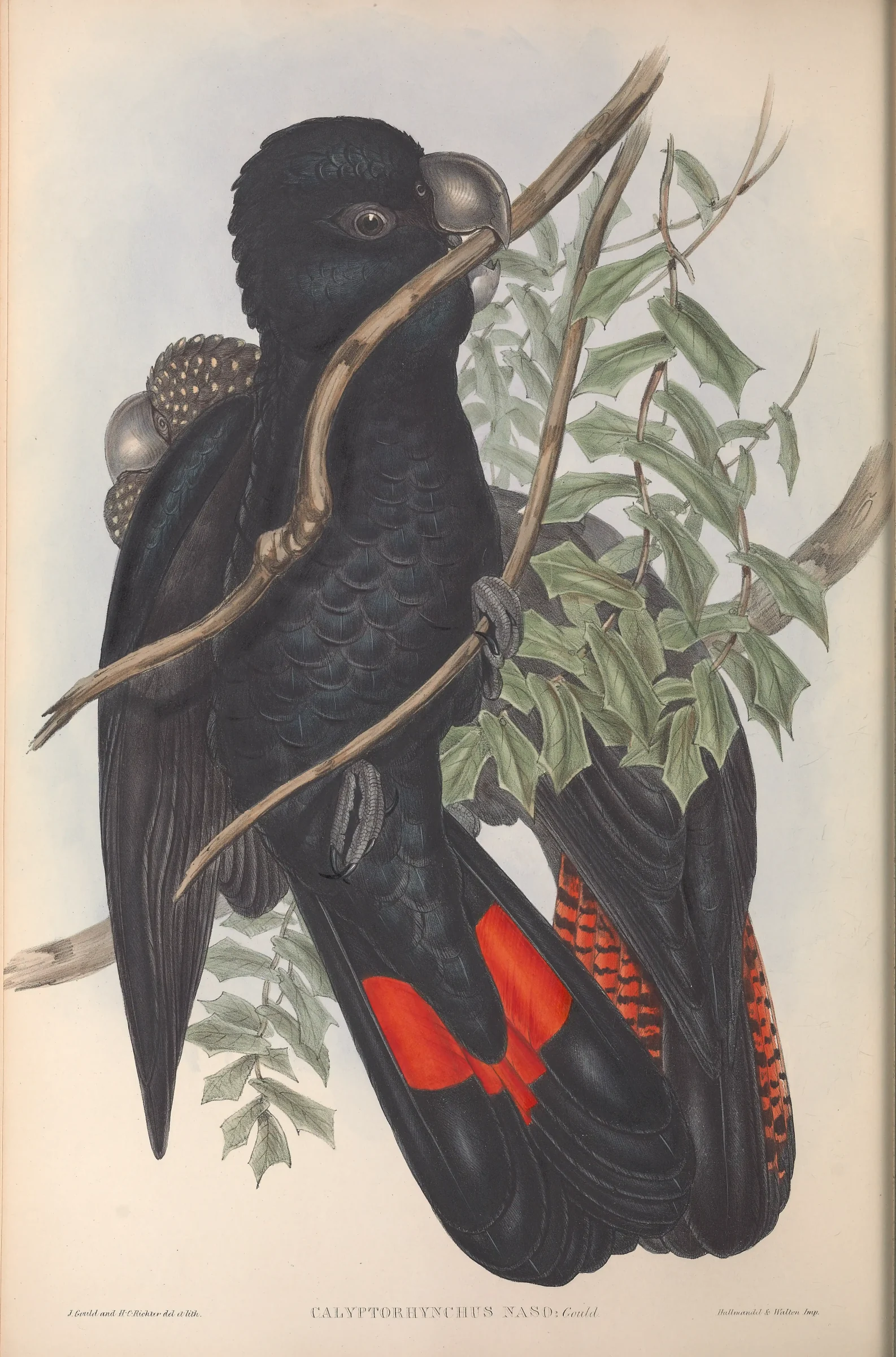 Historical bird plate: Red-tailed Black Cockatoo