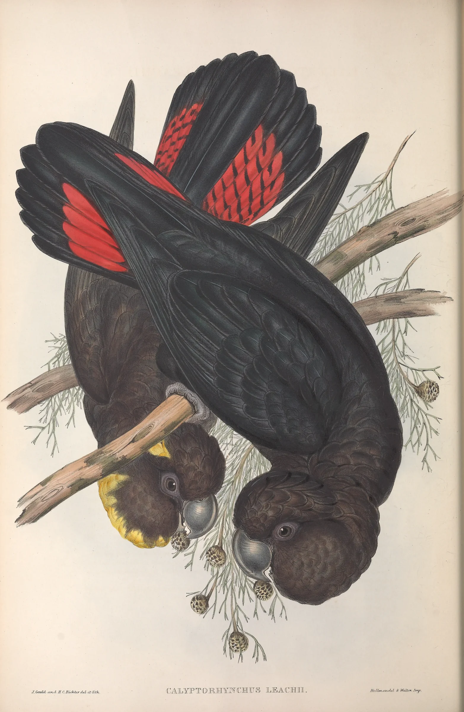 Historical bird plate: Glossy Black Cockatoo