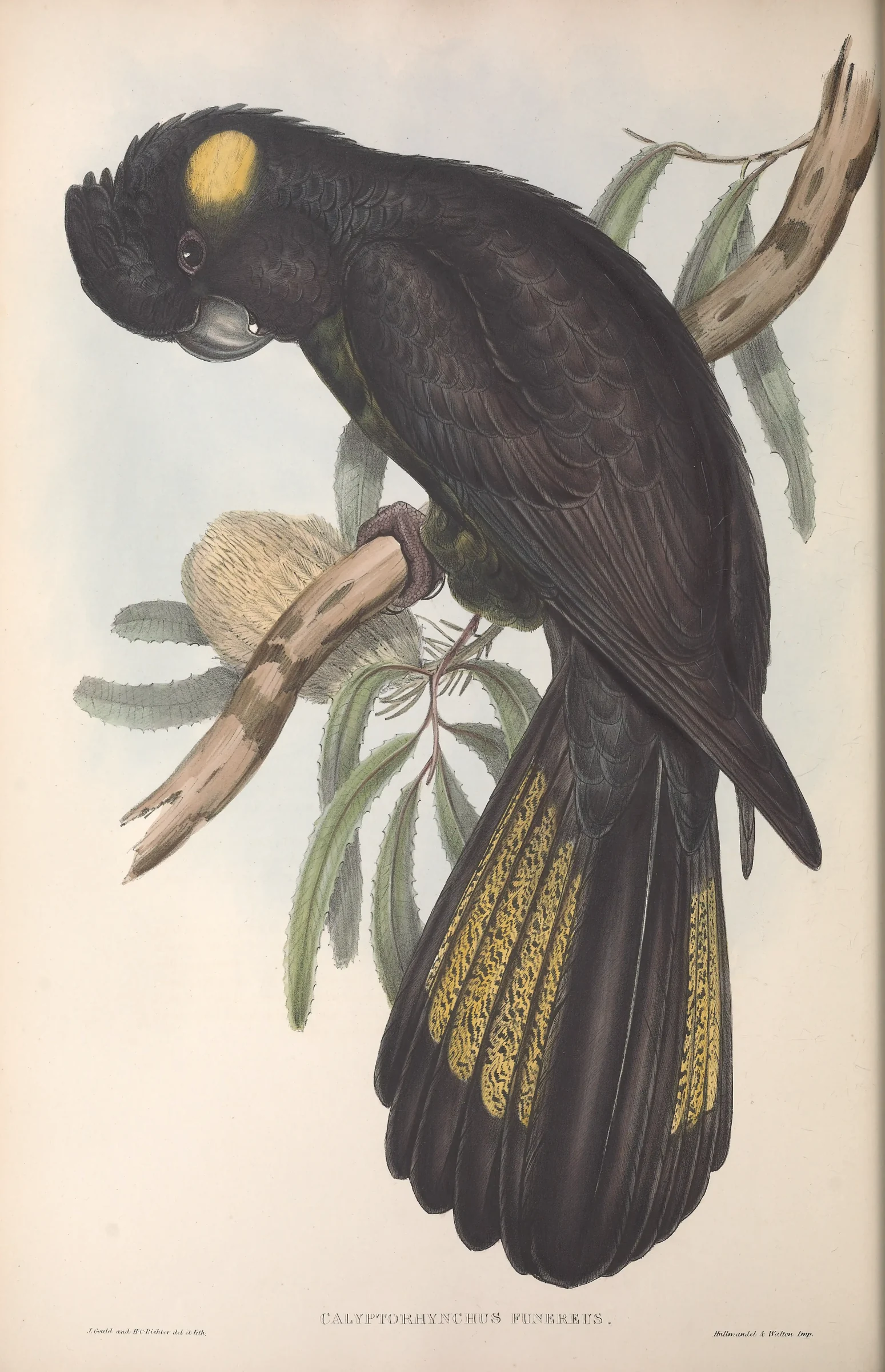 Historical bird plate: Yellow-tailed Black Cockatoo