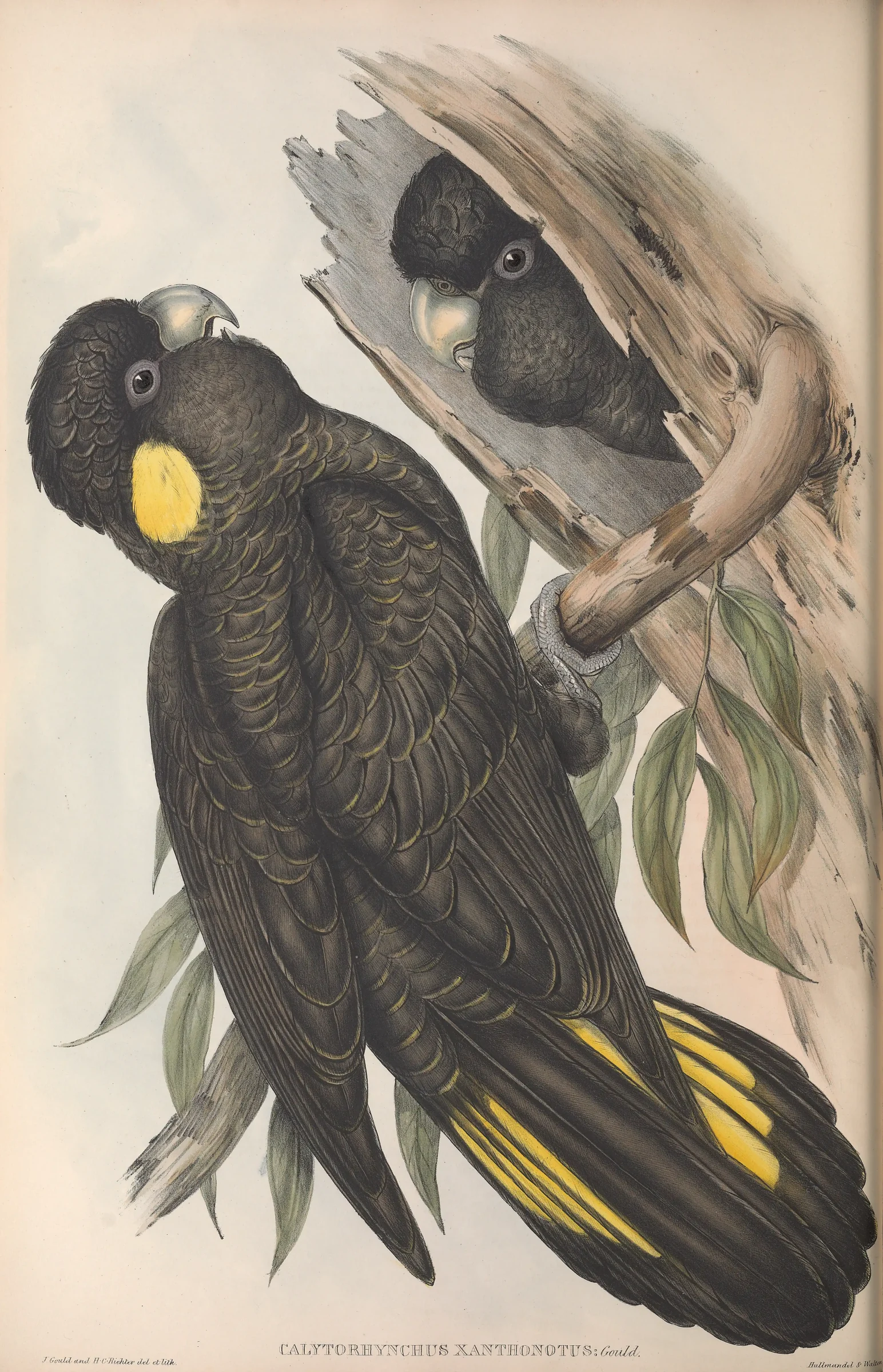 Historical bird plate: Yellow-tailed Black Cockatoo