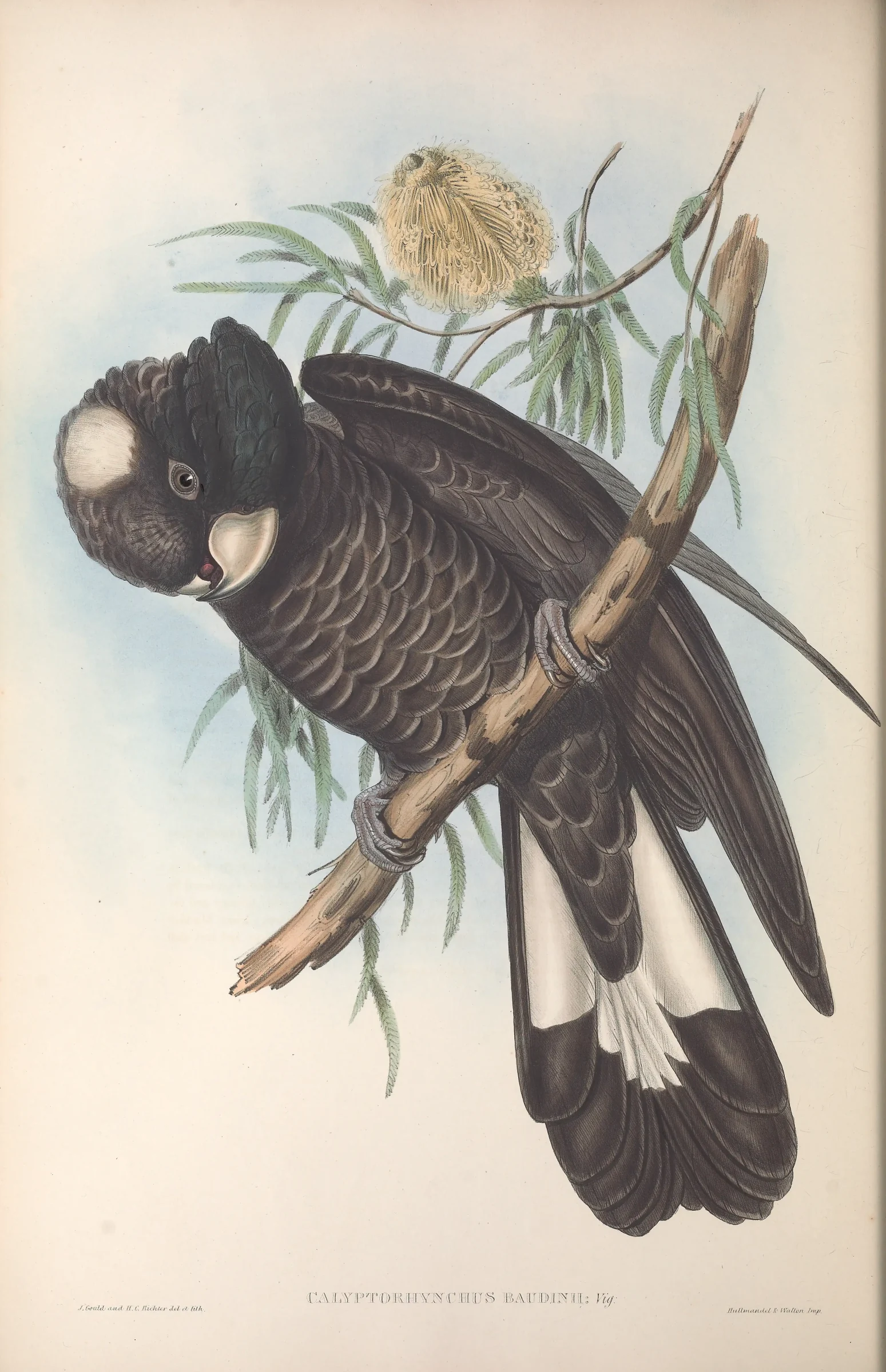Historical bird plate: Baudin's Black Cockatoo