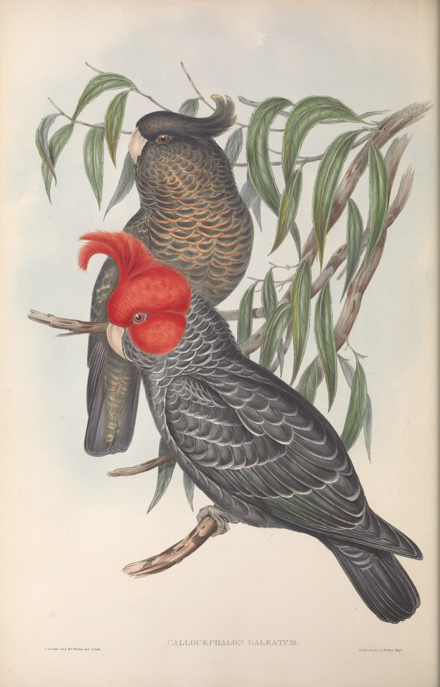 Historical bird plate: Gang-gang Cockatoo