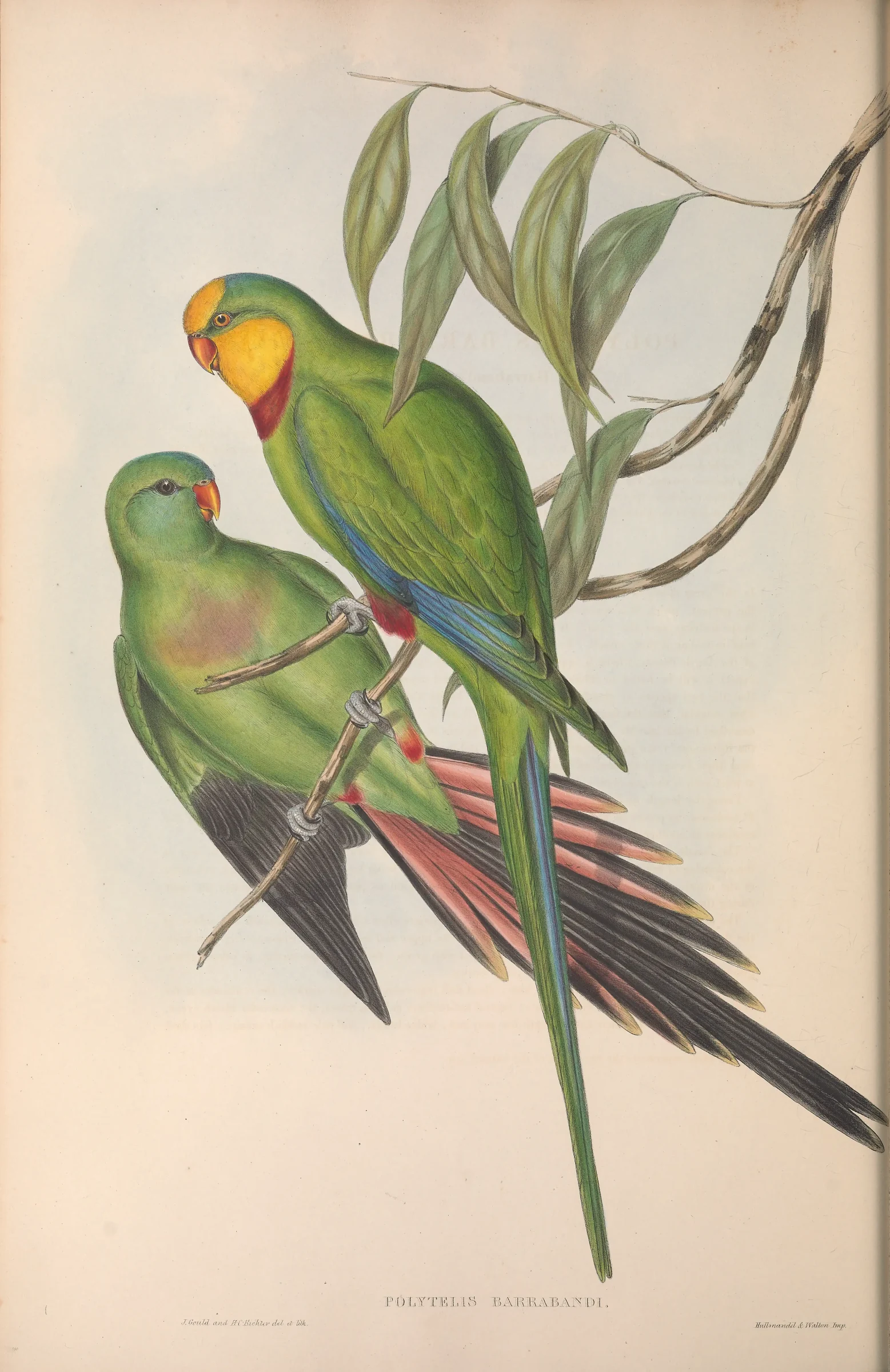 Historical bird plate: Superb Parrot