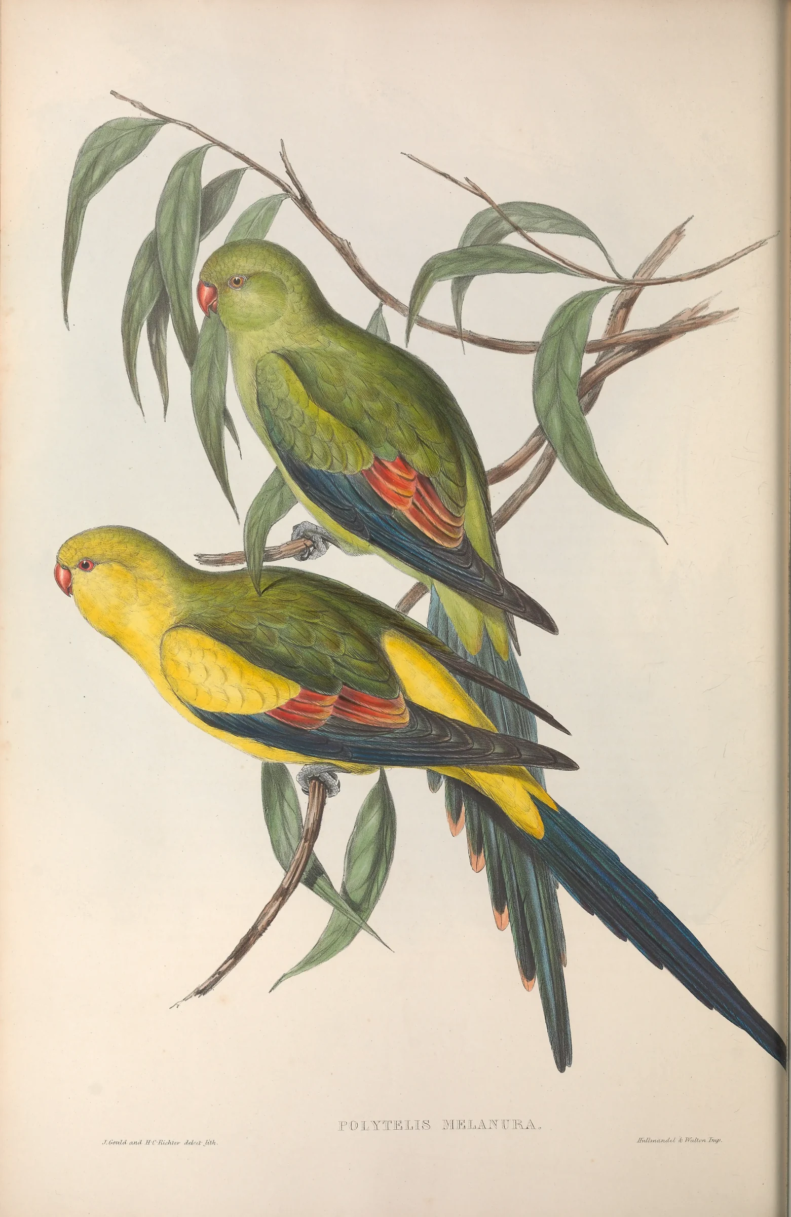 Historical bird plate: Regent Parrot