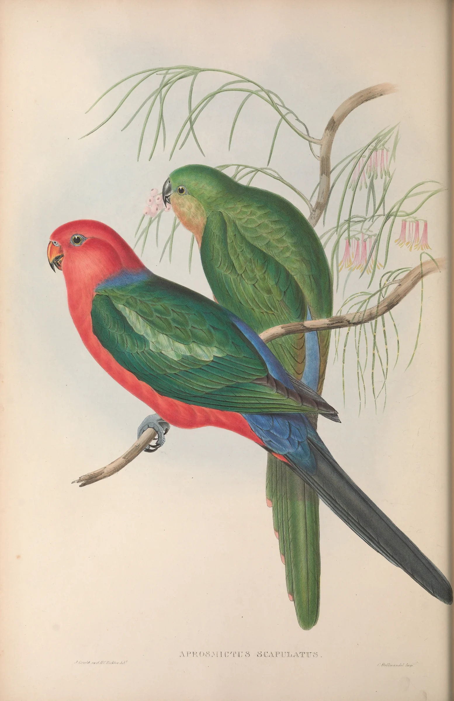 Historical bird plate: Australian King Parrot