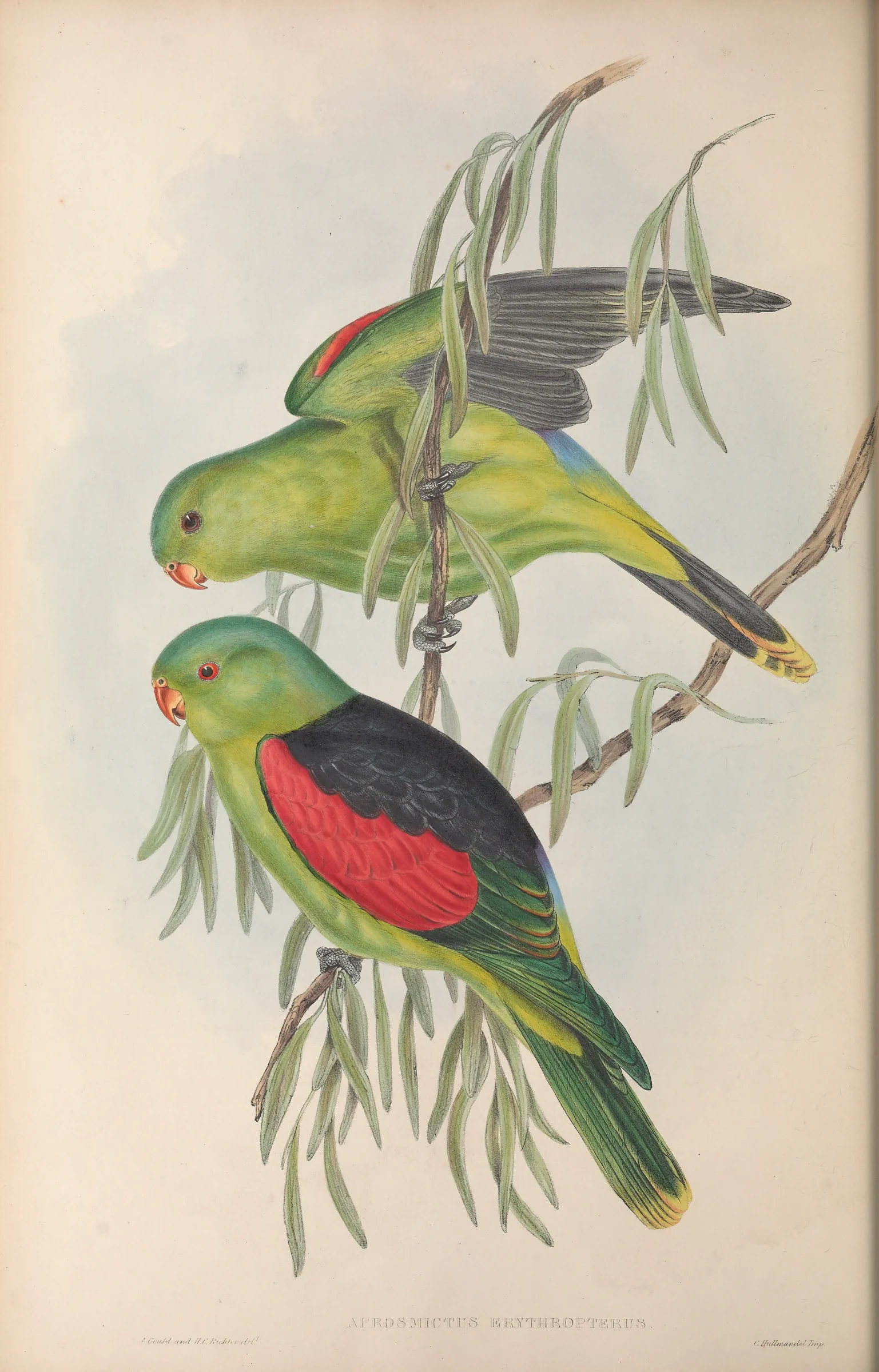 Historical bird plate: Red-winged Parrot