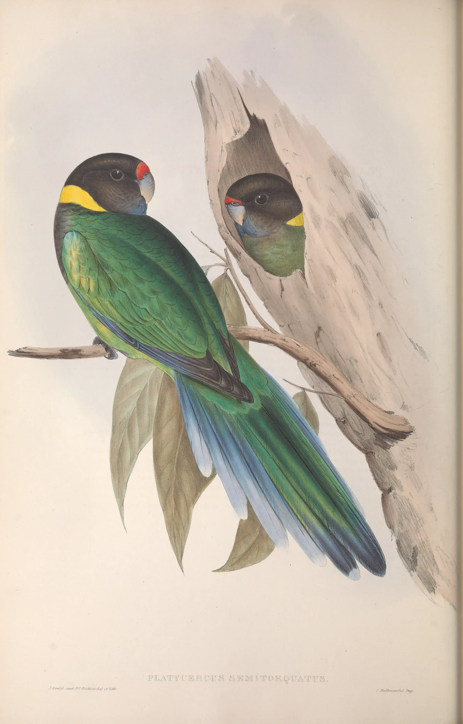 Historical bird plate: Australian Ringneck
