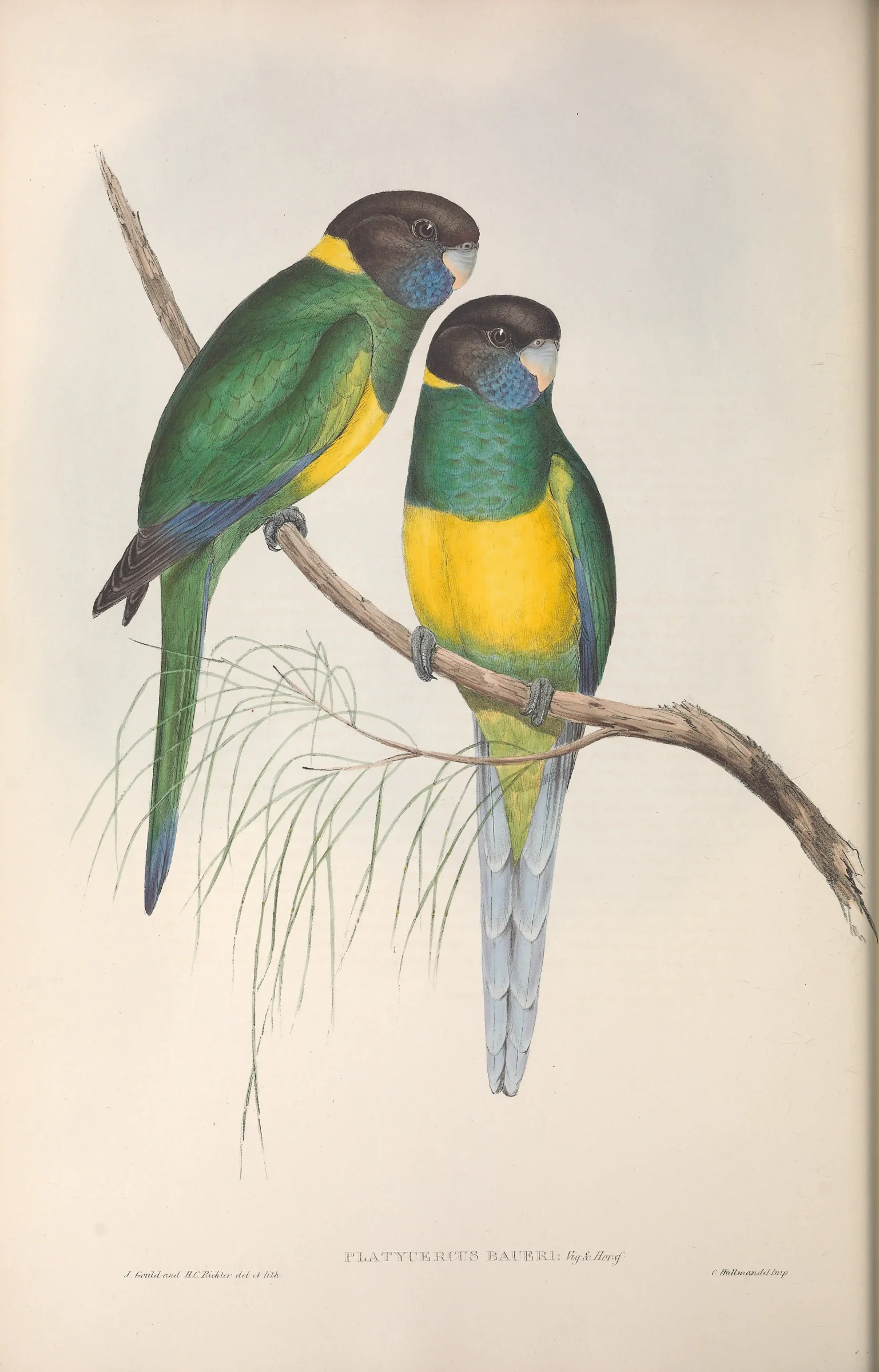 Historical bird plate: Australian Ringneck