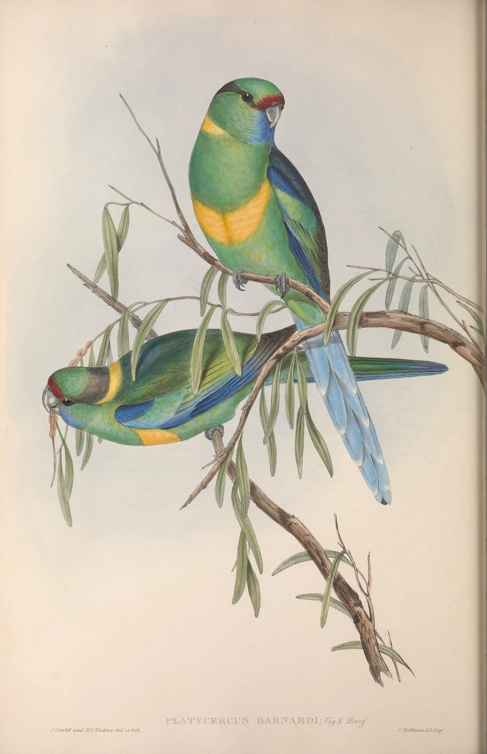 Historical bird plate: Australian Ringneck