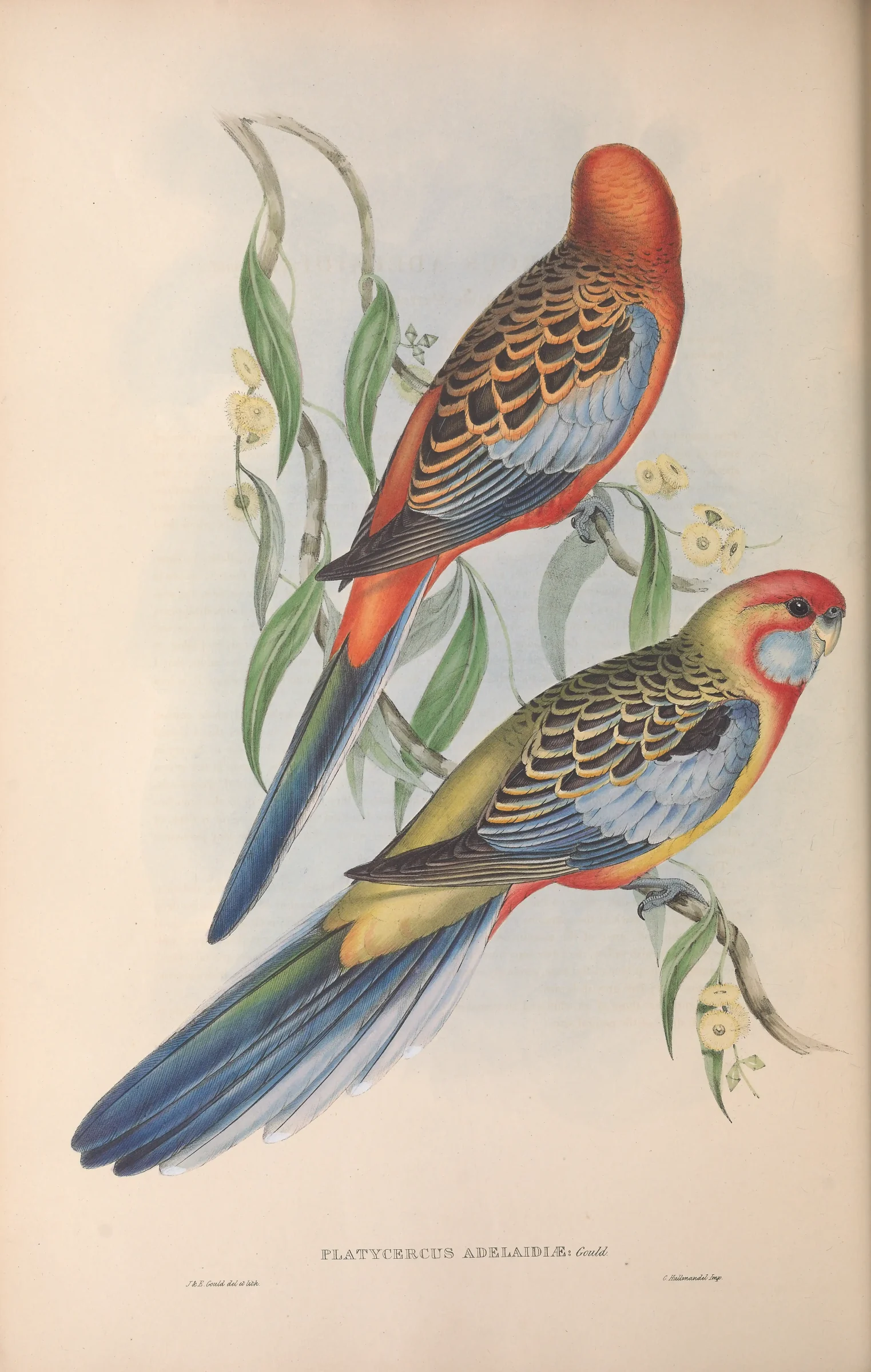 Historical bird plate: Crimson Rosella