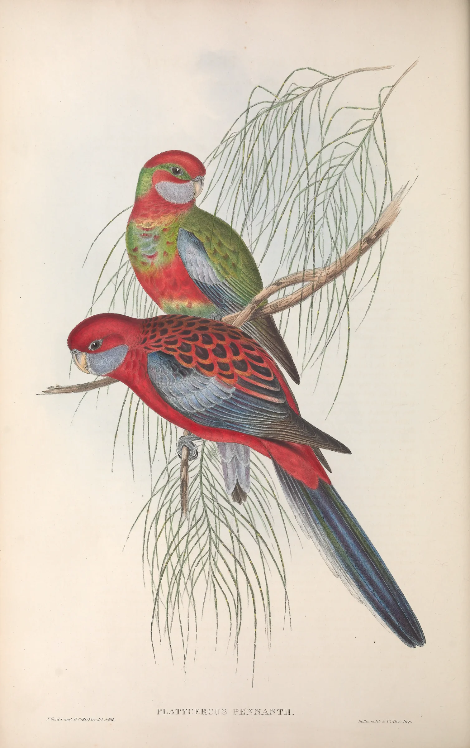 Historical bird plate: Crimson Rosella