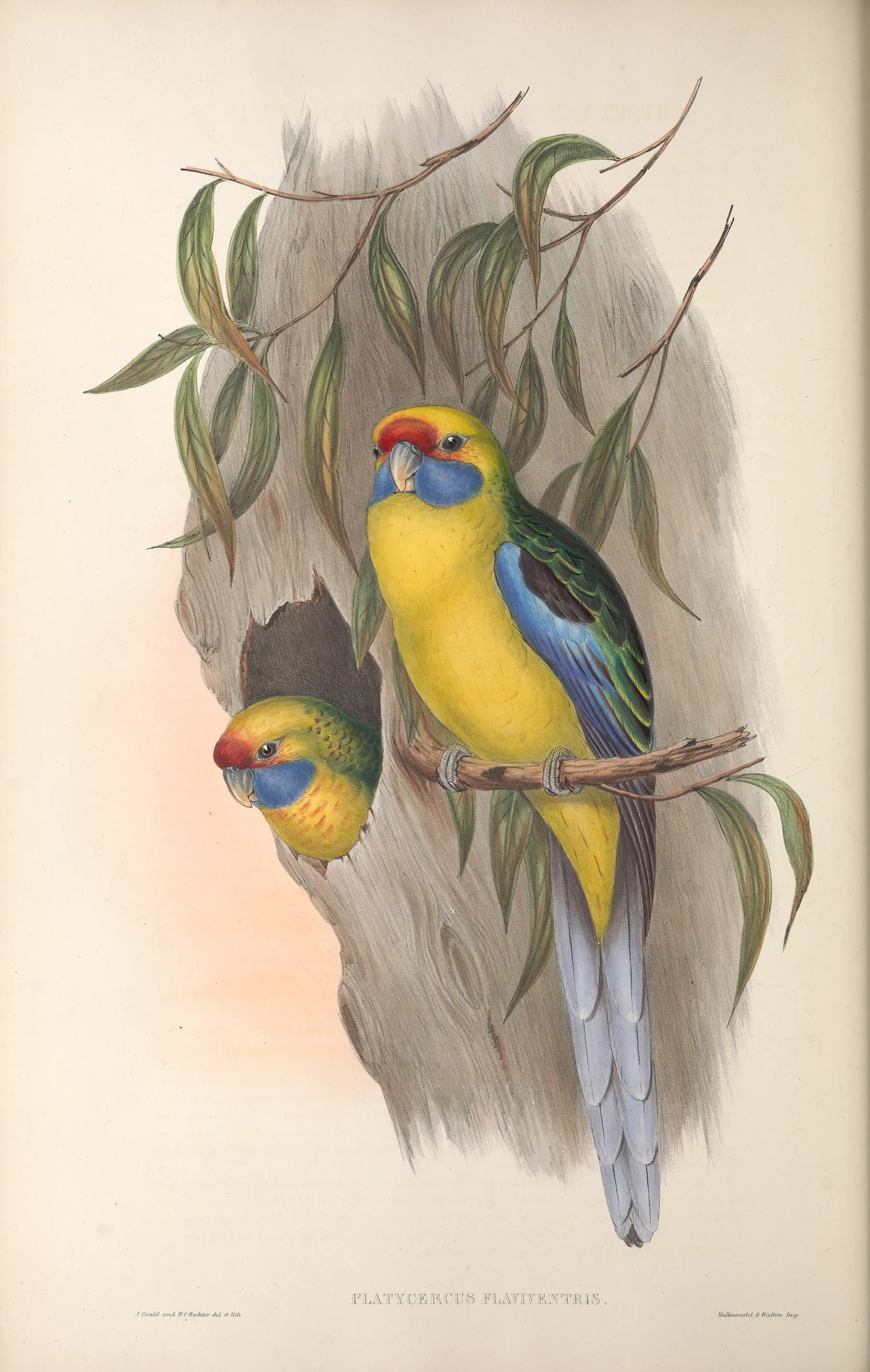Historical bird plate: Green Rosella