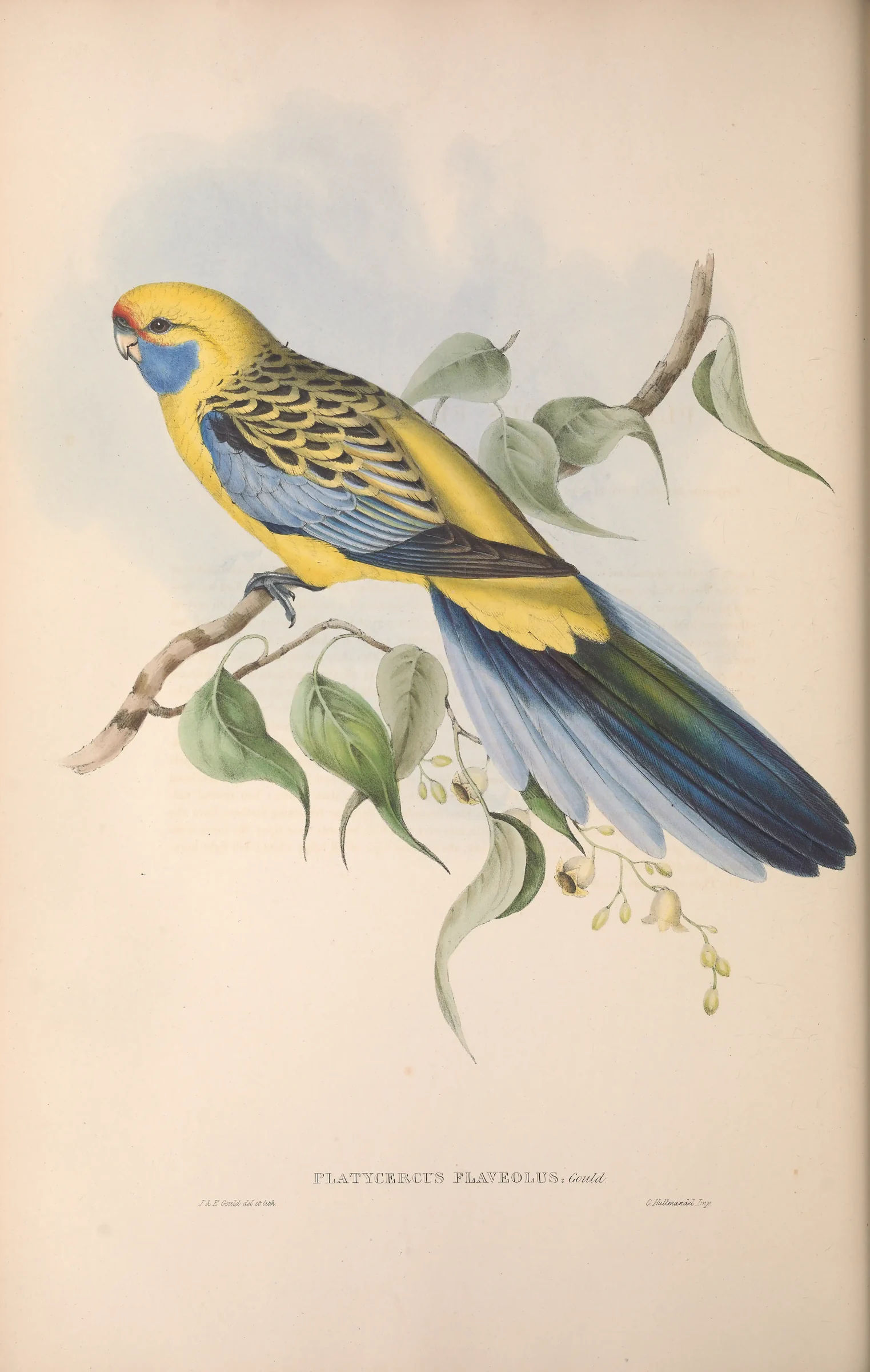 Historical bird plate: Crimson Rosella