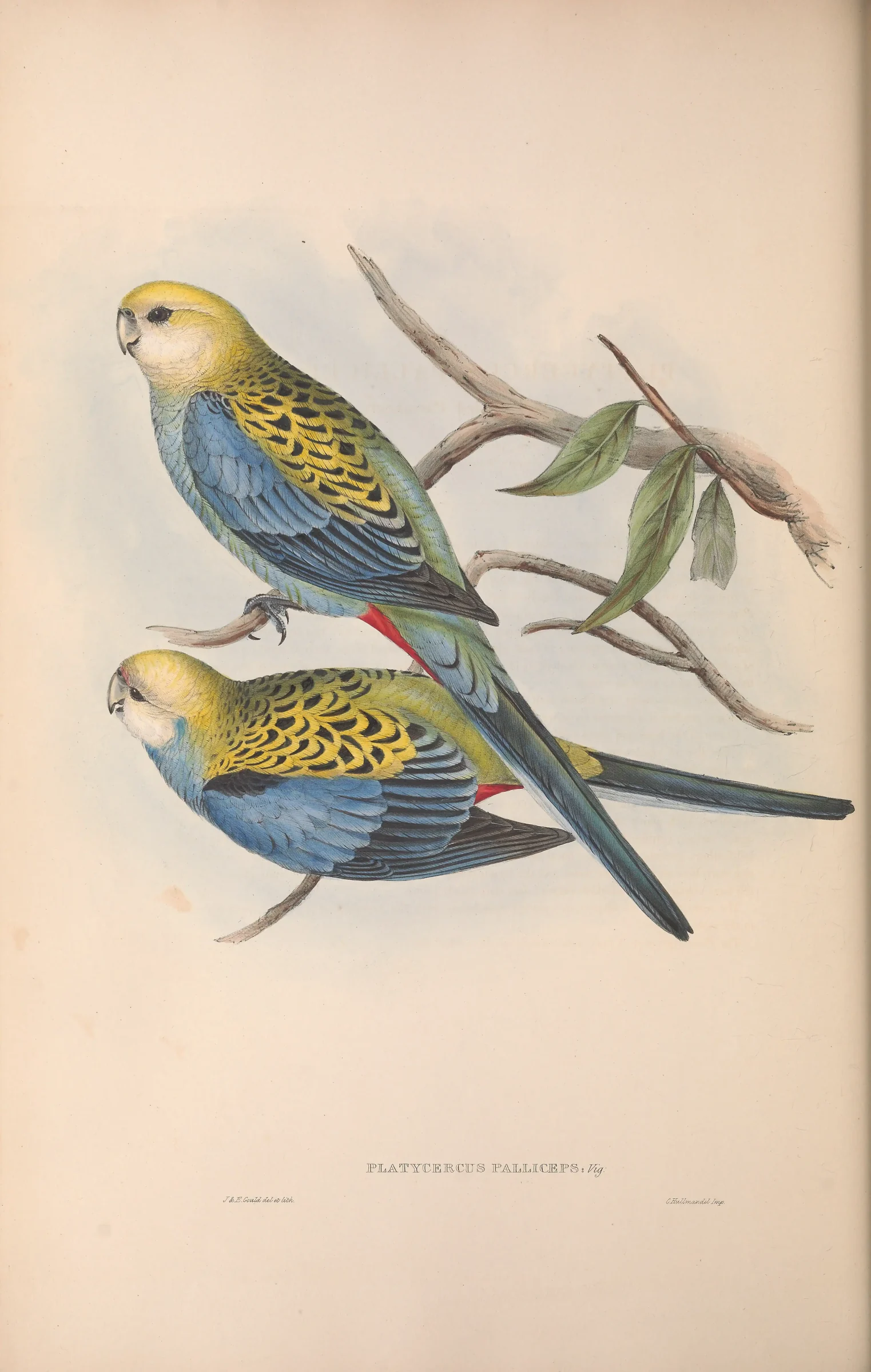 Historical bird plate: Pale-headed Rosella