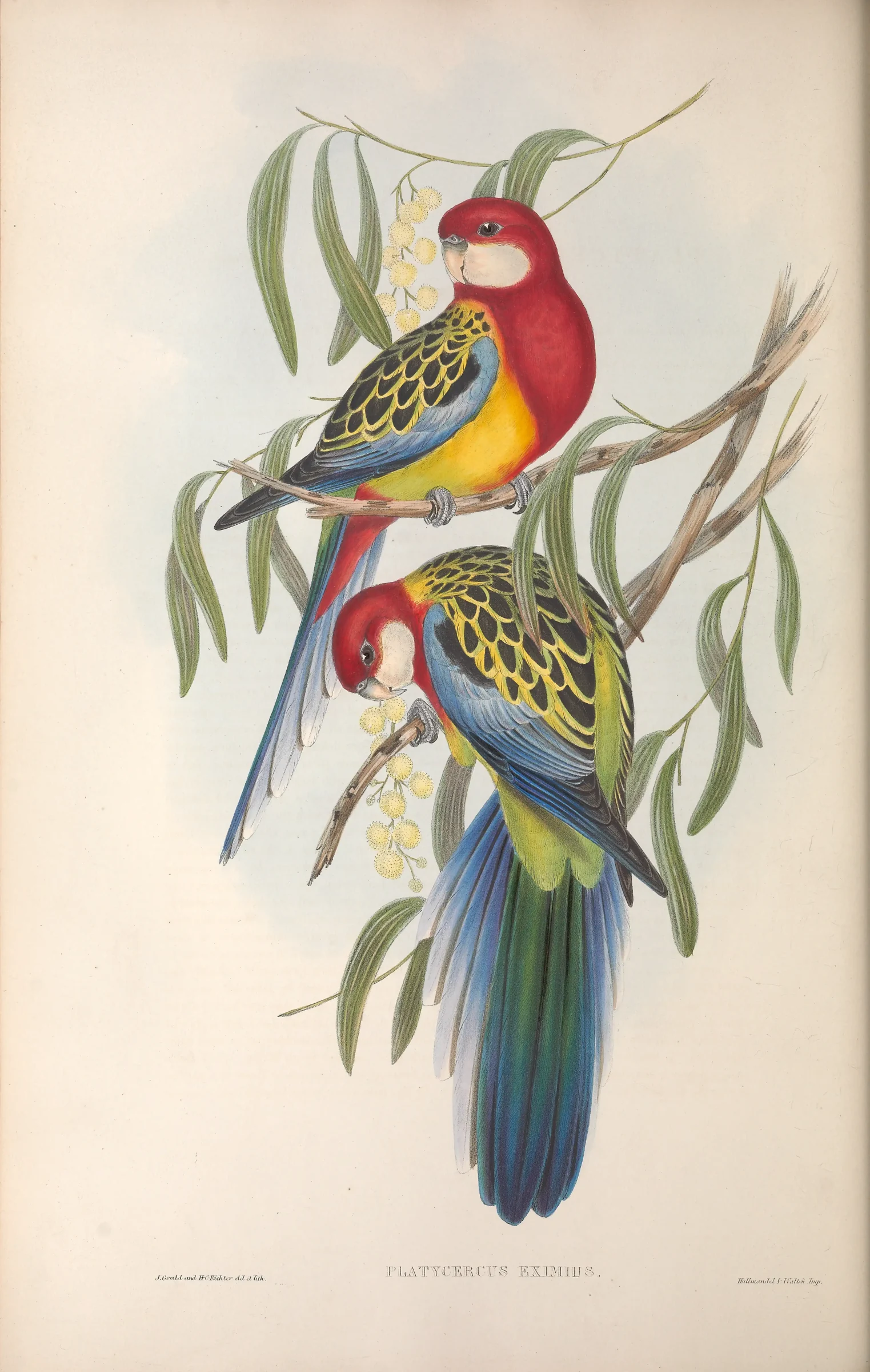 Historical bird plate: Eastern Rosella
