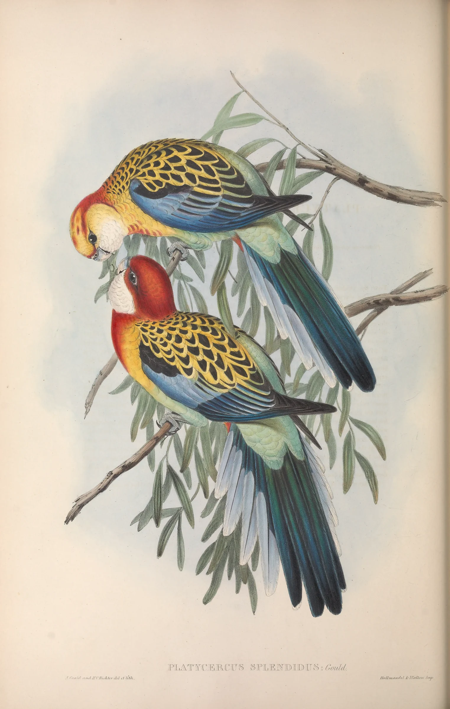 Historical bird plate: Eastern Rosella
