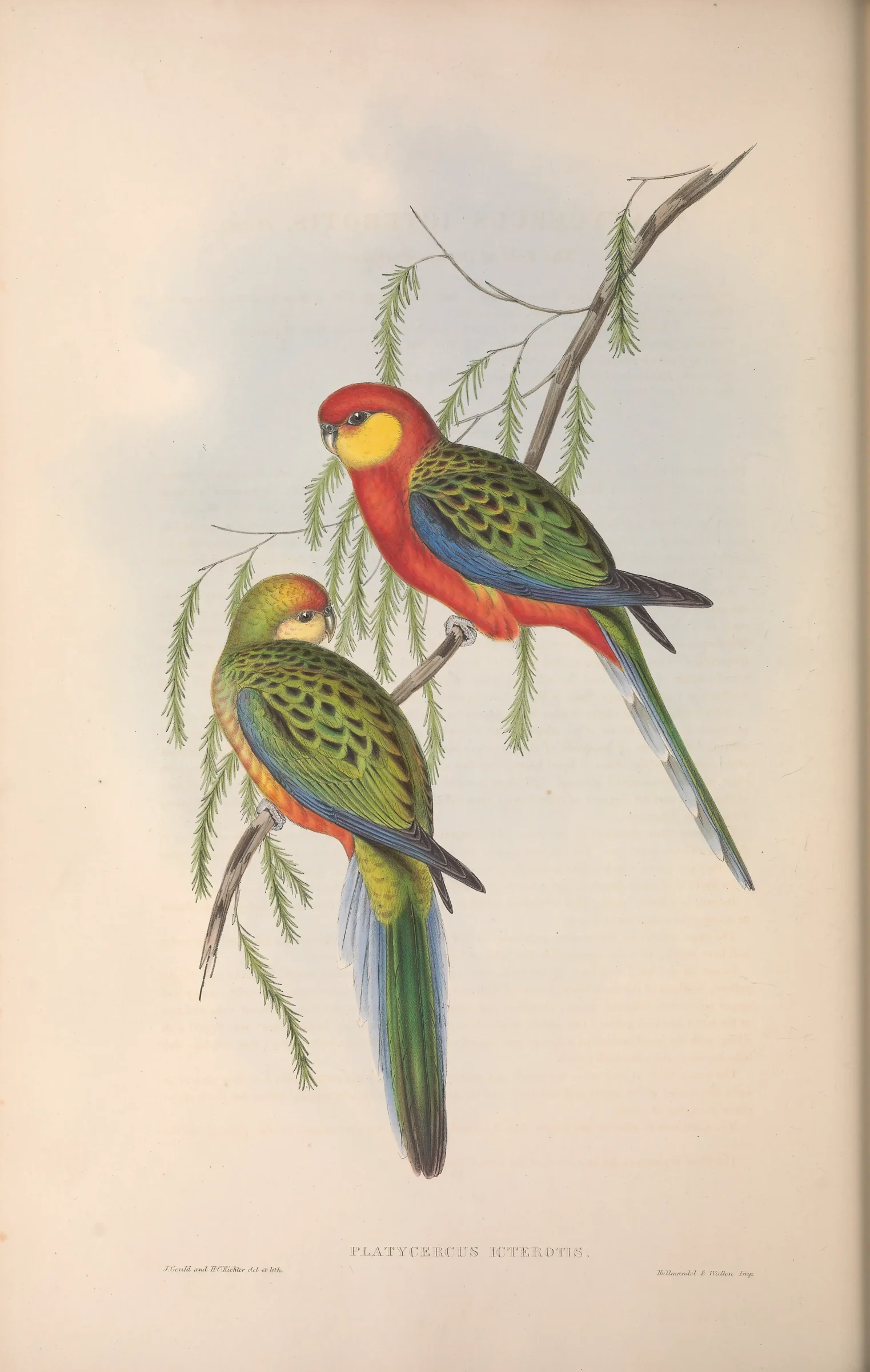 Historical bird plate: Western Rosella
