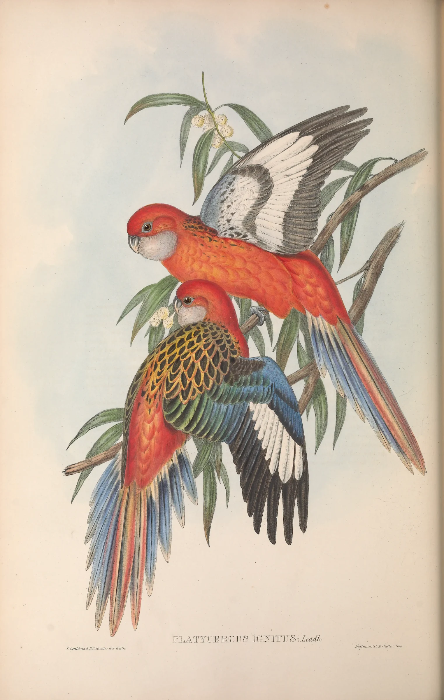Historical bird plate: Eastern Rosella