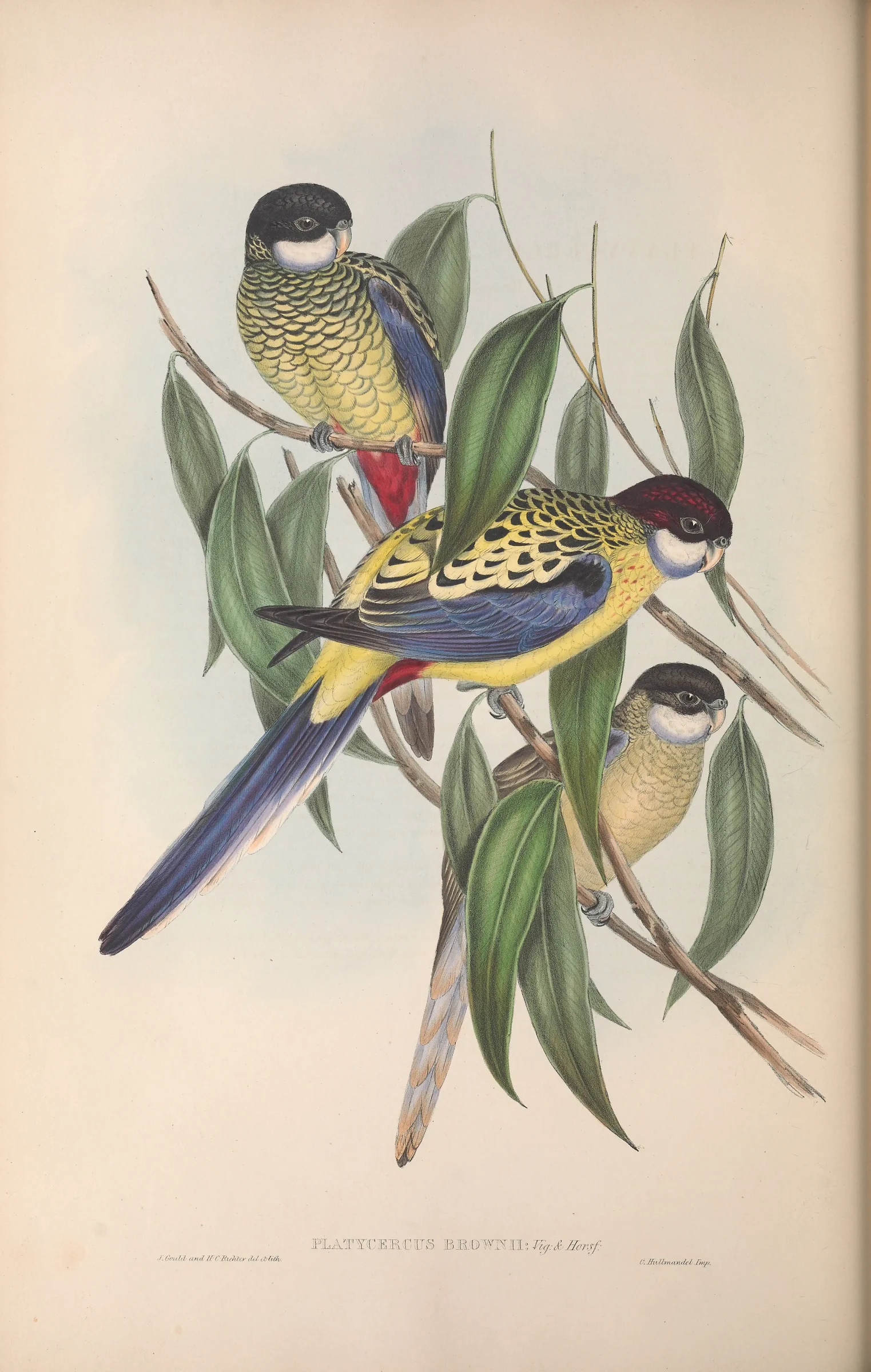 Historical bird plate: Northern Rosella