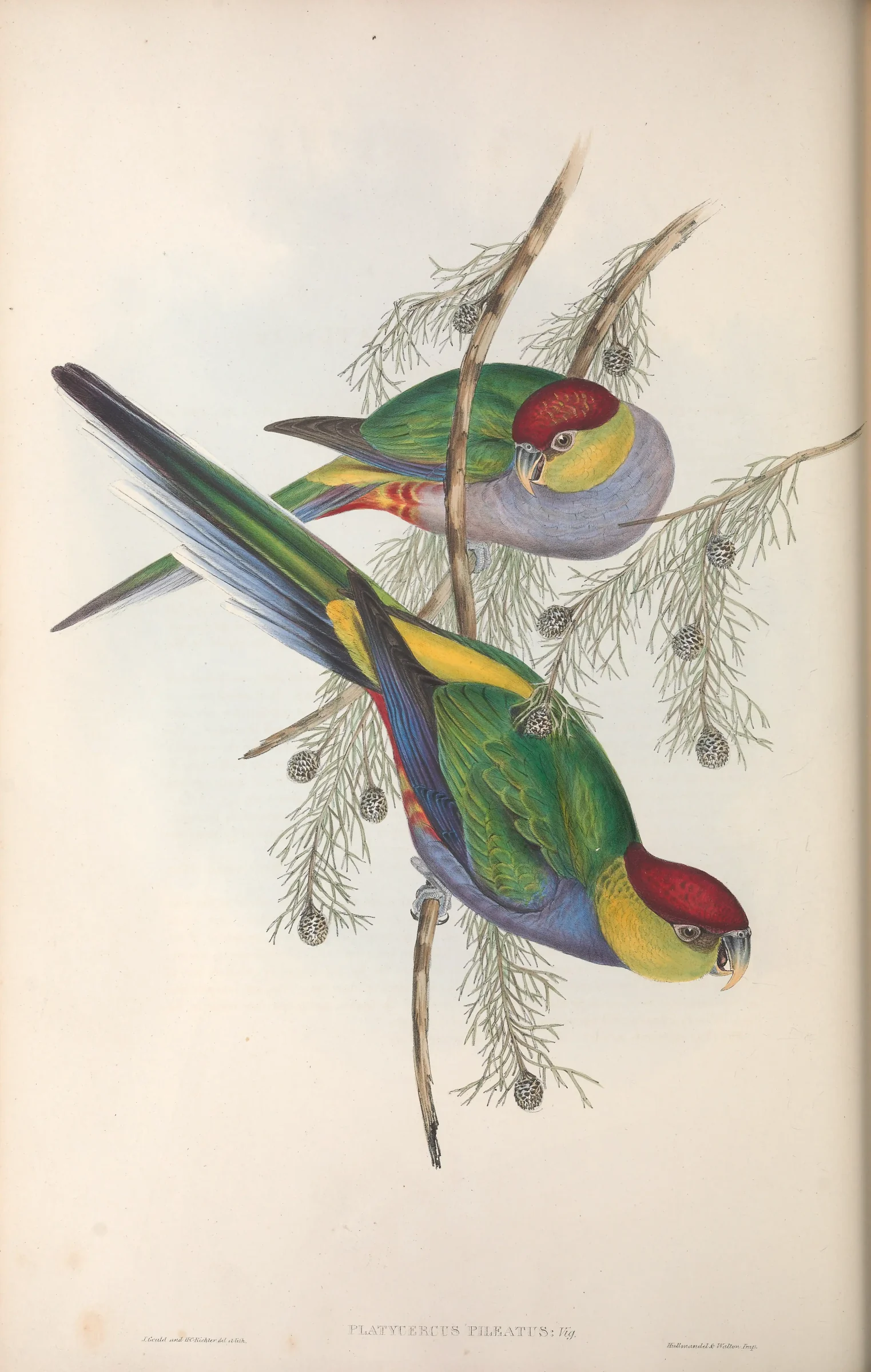 Historical bird plate: Red-capped Parrot