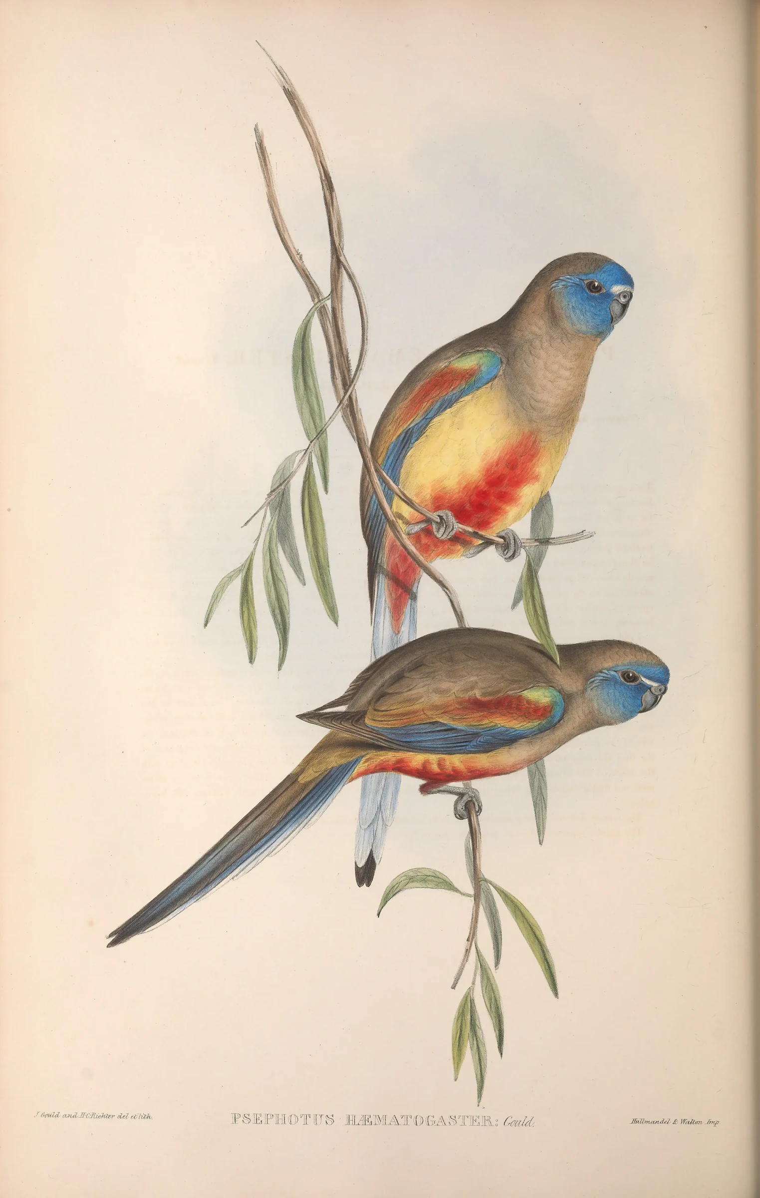 Historical bird plate: Eastern Bluebonnet