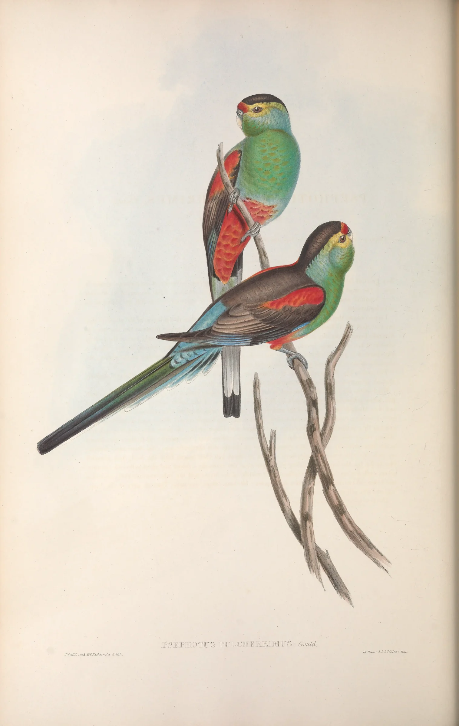 Historical bird plate: Paradise Parrot