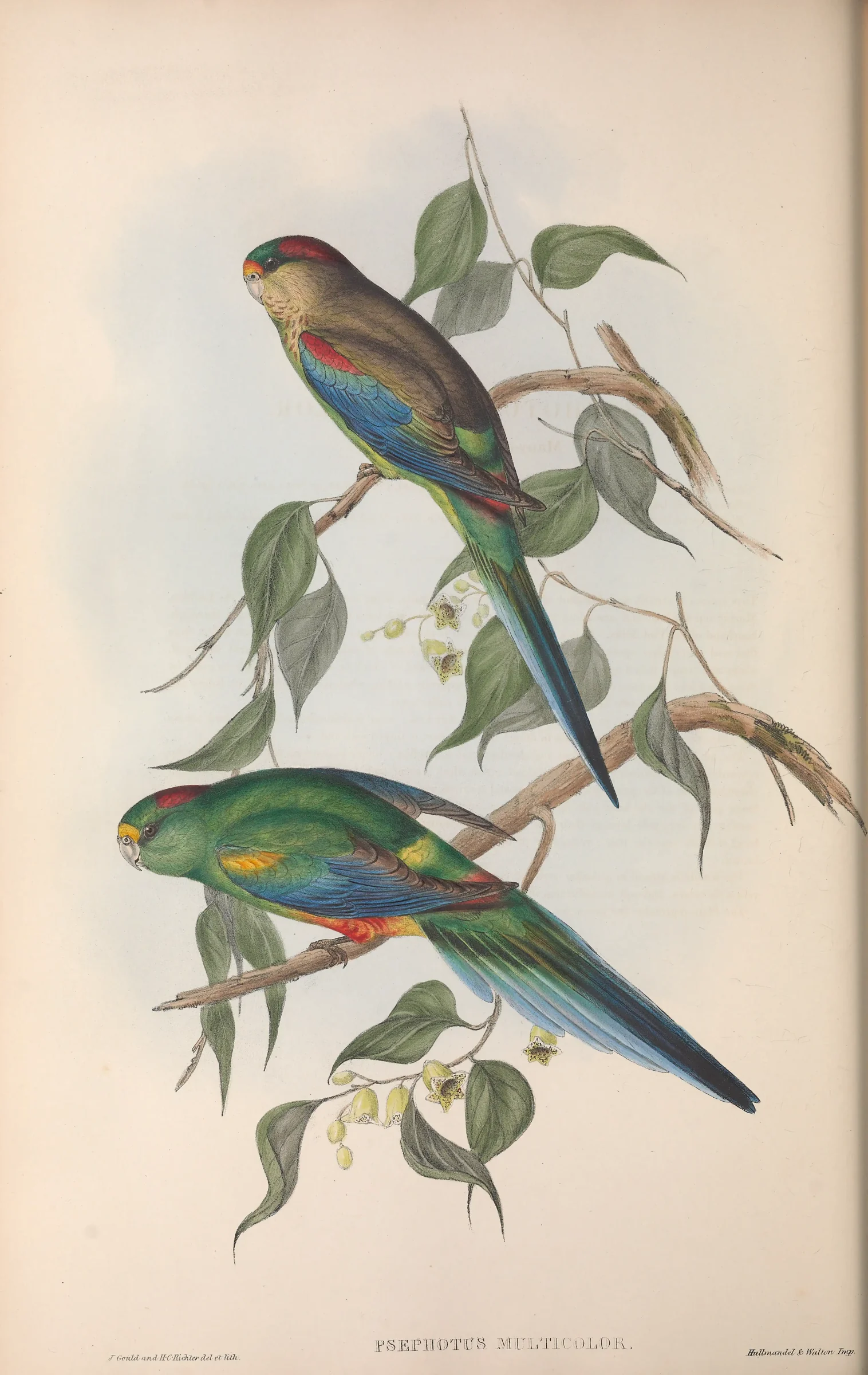 Historical bird plate: Mulga Parrot