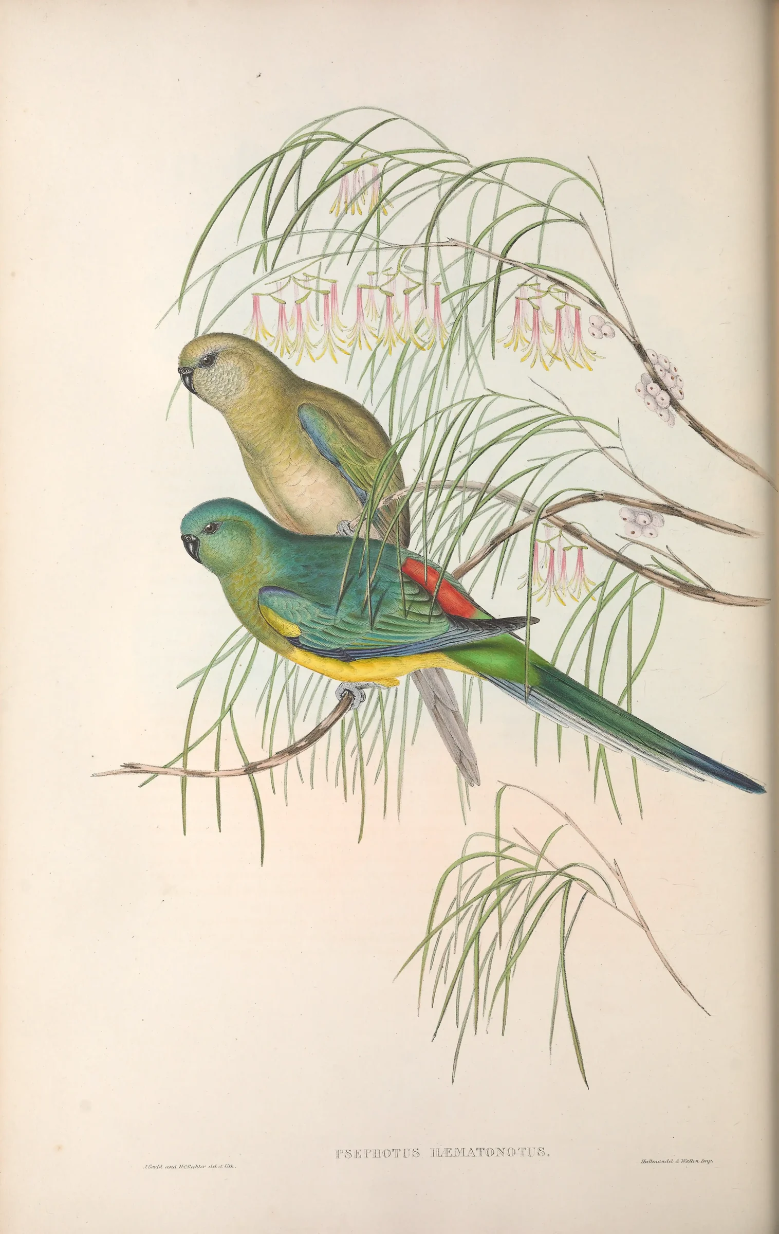 Historical bird plate: Red-rumped Parrot