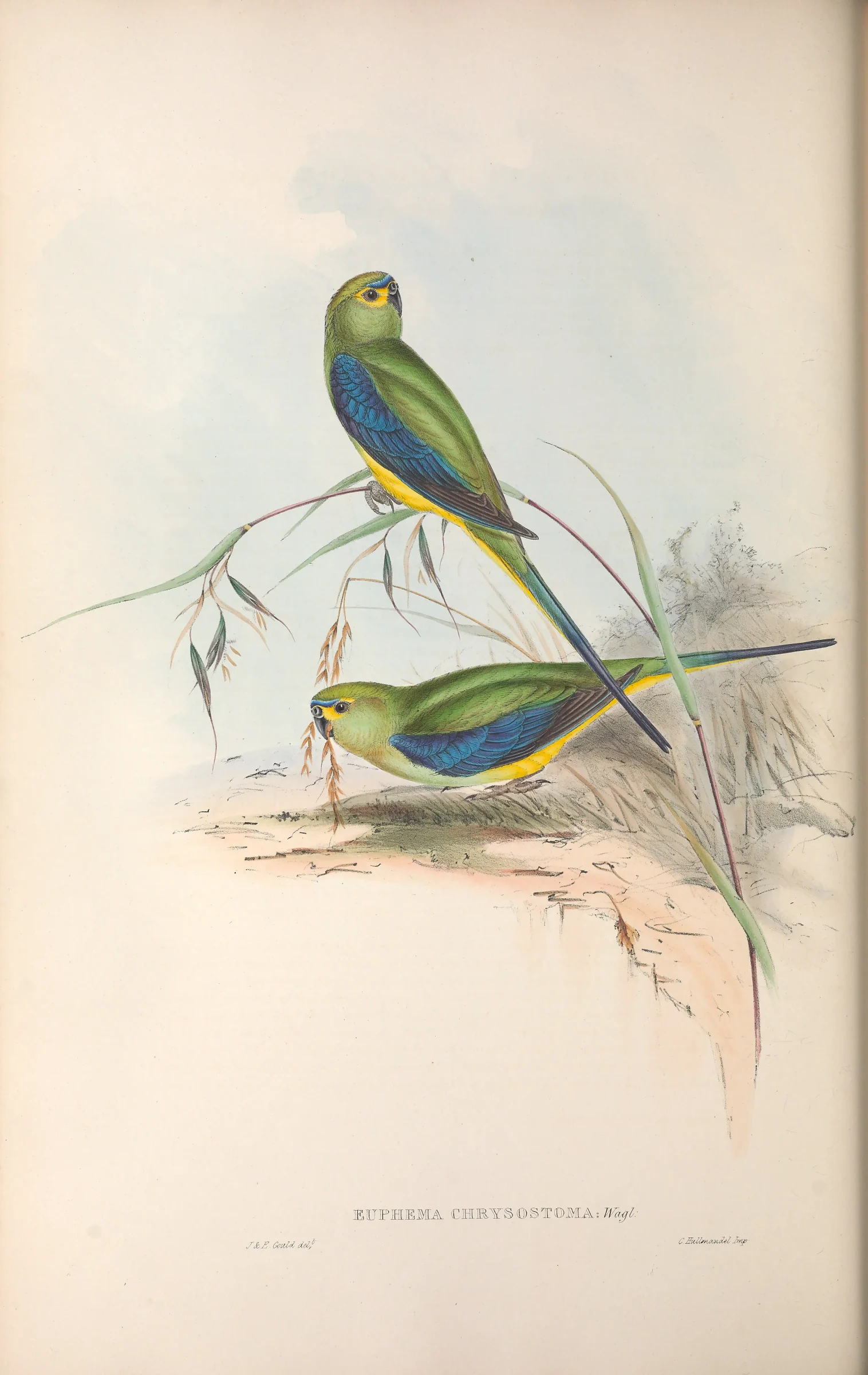Historical bird plate: Blue-winged Parrot