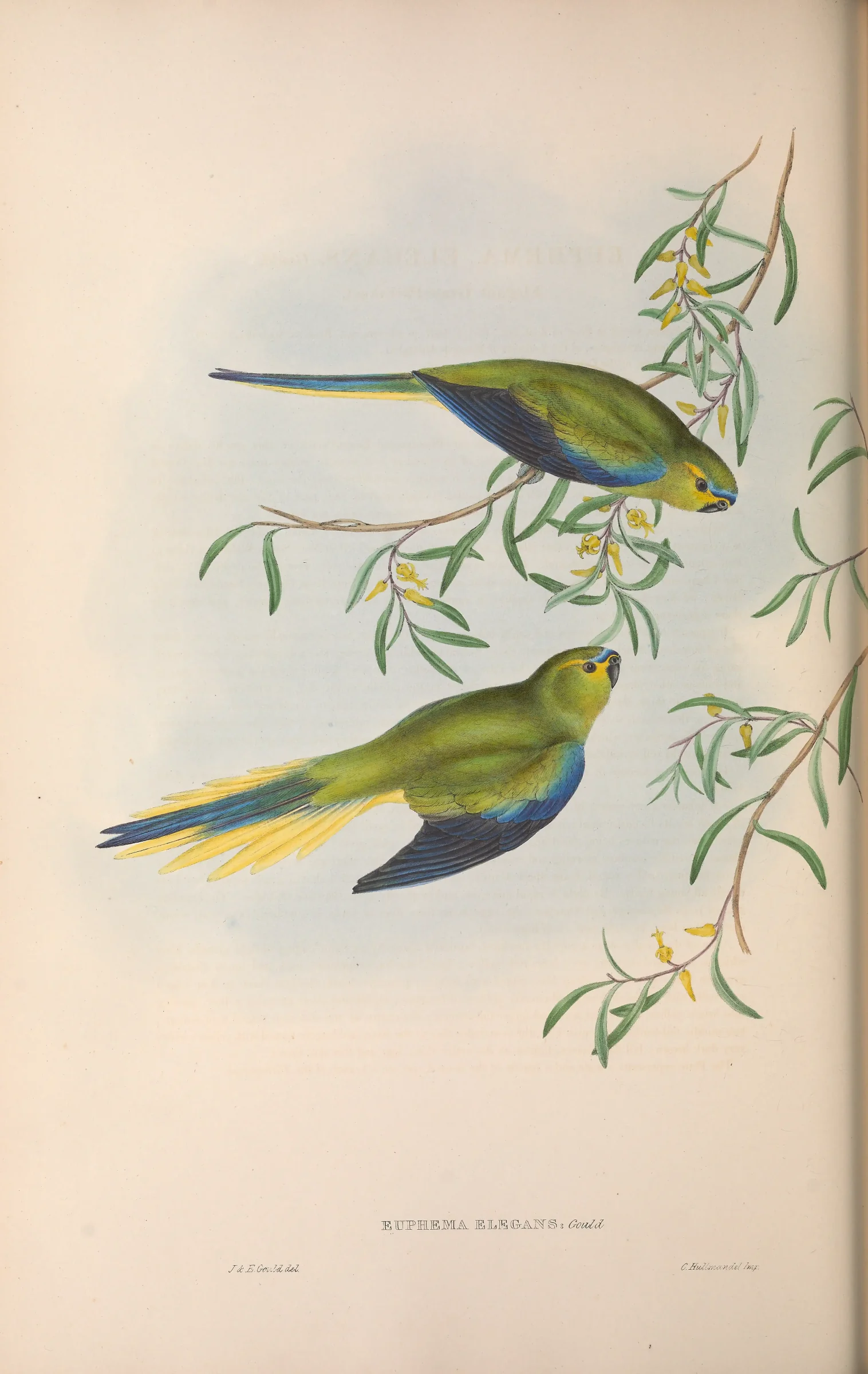 Historical bird plate: Elegant Parrot